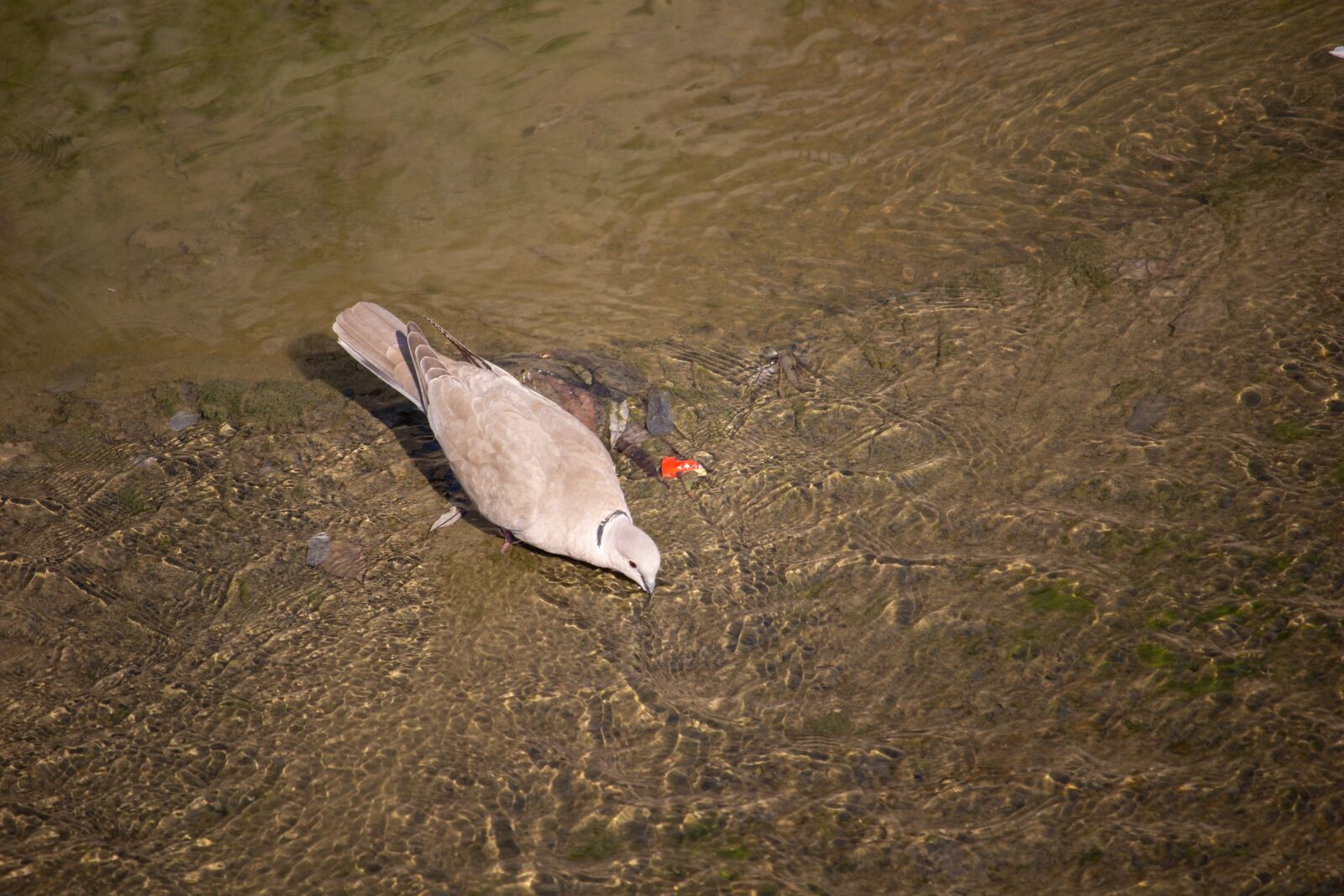Canon EOS 100D (EOS Rebel SL1 / EOS Kiss X7) sample photo. Dove, pigeon, bird photography