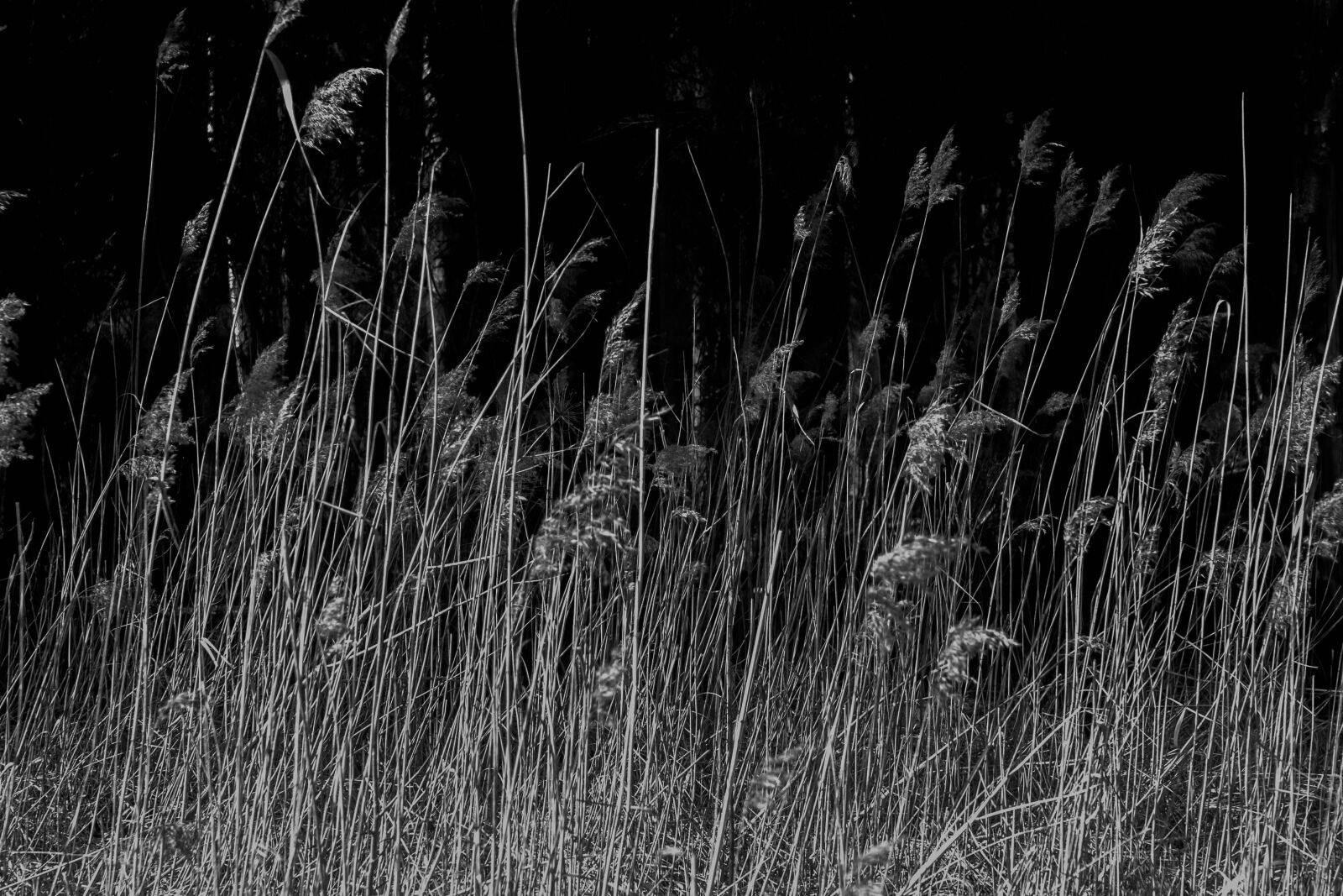 Nikon D3100 sample photo. Grass, nature, ears photography