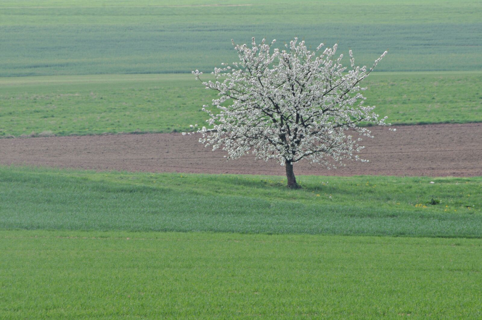 Nikon D5000 sample photo. Franconian switzerland, cherry blossom photography