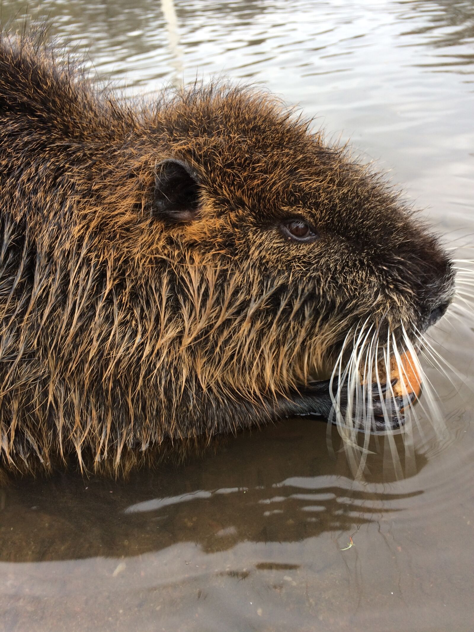 iPhone 5s back camera 4.15mm f/2.2 sample photo. Animals, river, nutria photography