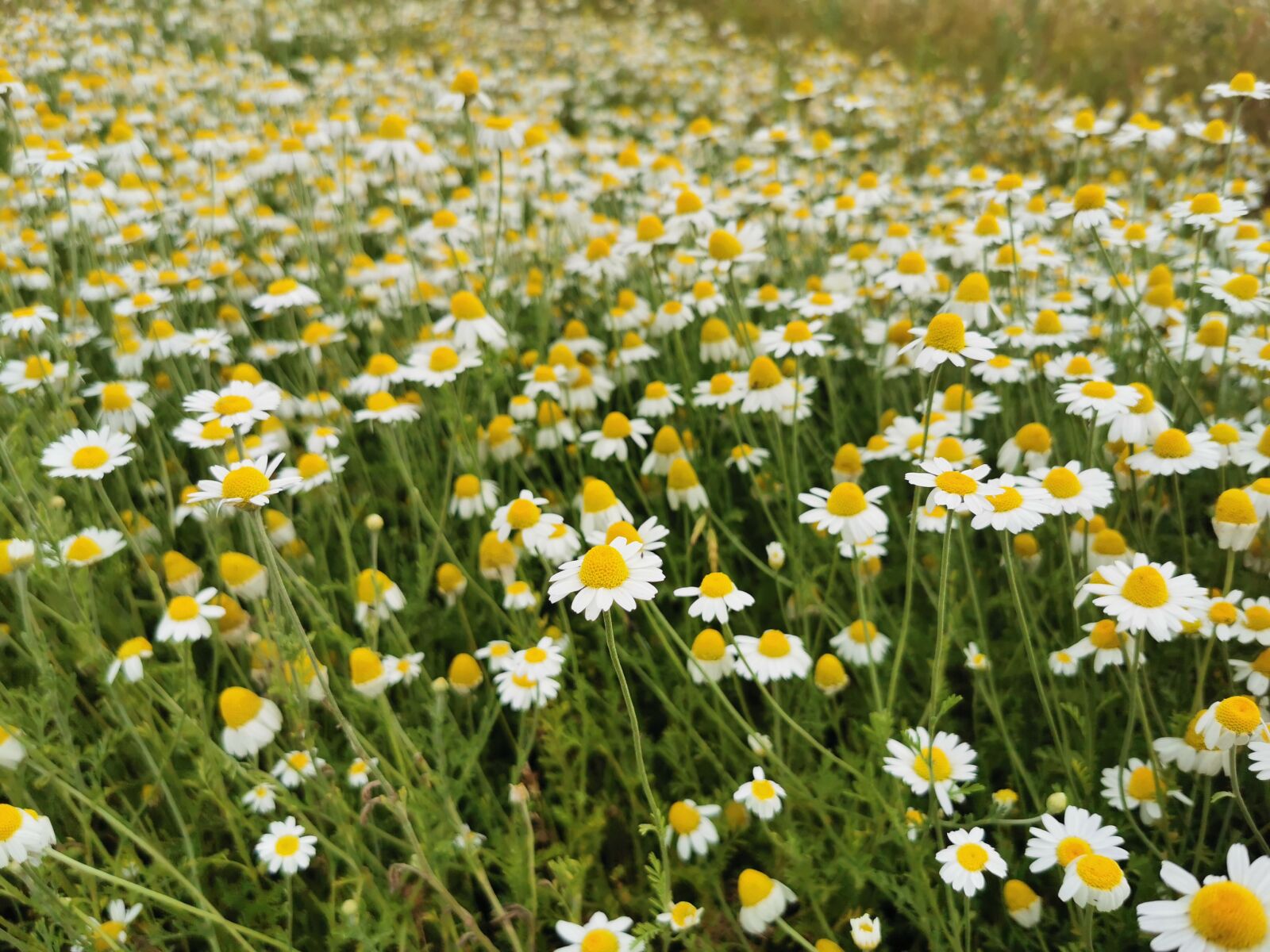 HUAWEI P30 Pro sample photo. Chamomile, meadow, green photography