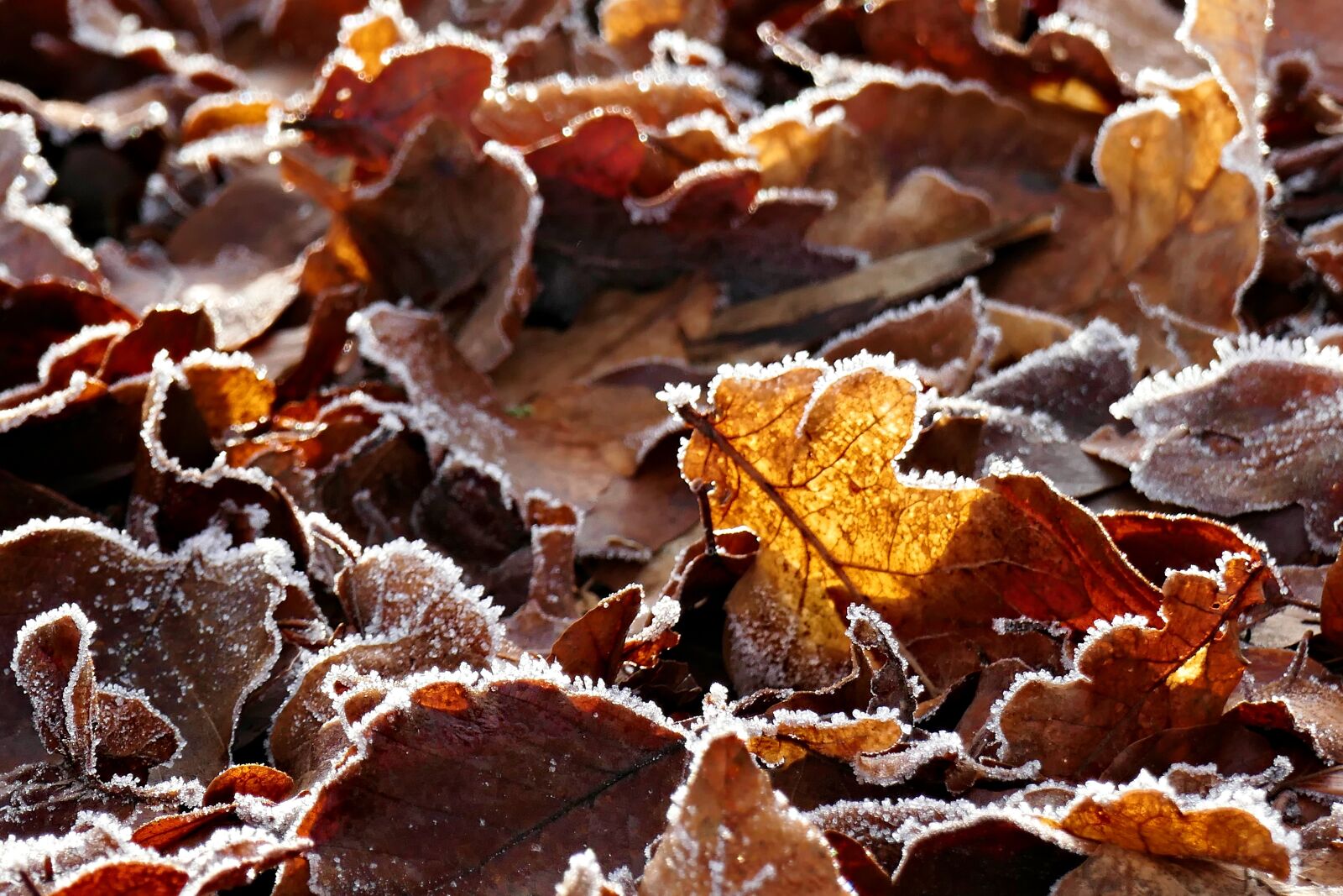 Panasonic Lumix DMC-FZ1000 sample photo. Leaves, hoarfrost, fall foliage photography