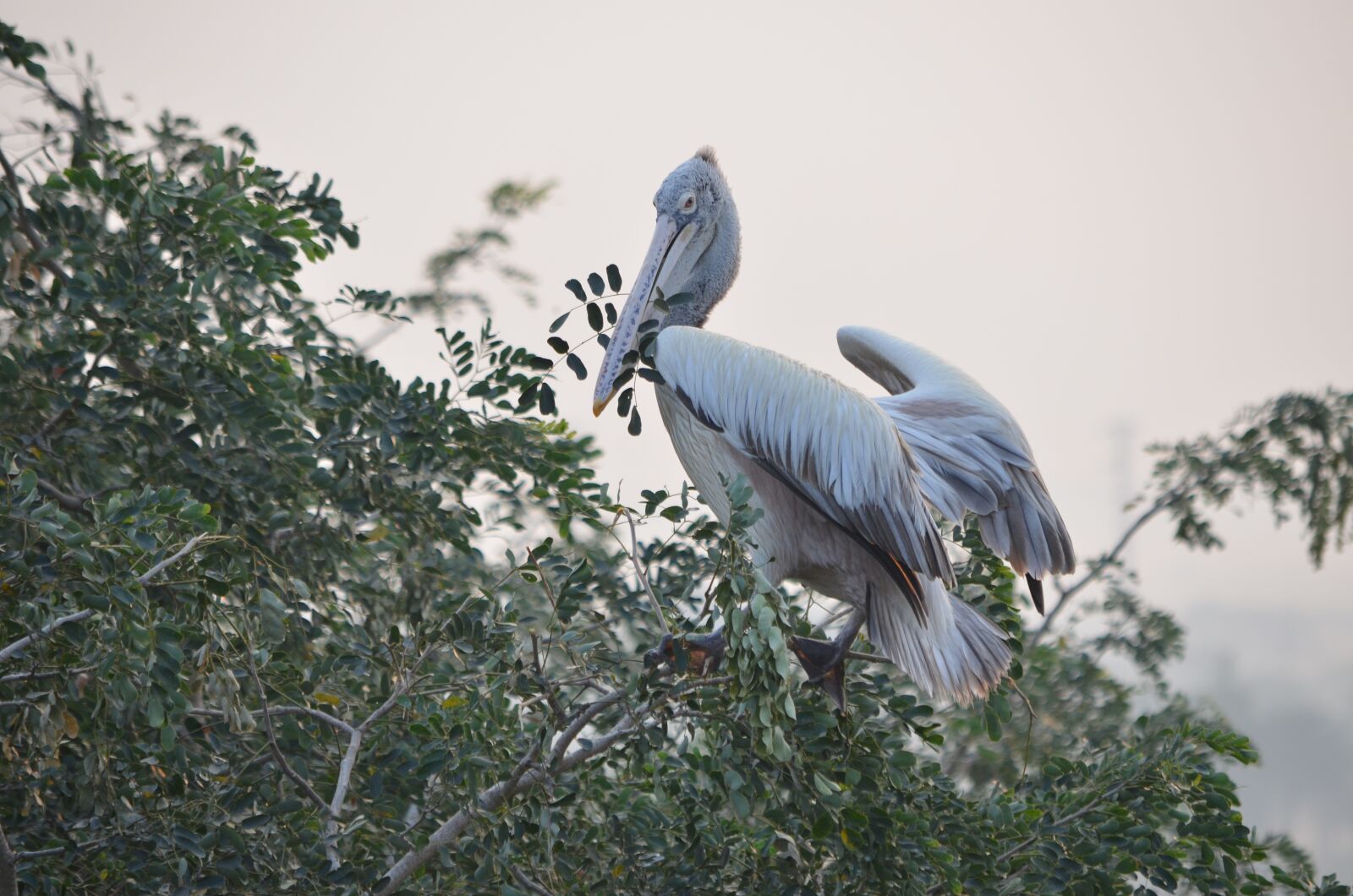 Nikon D5100 sample photo. Bird, nature, wildlife photography