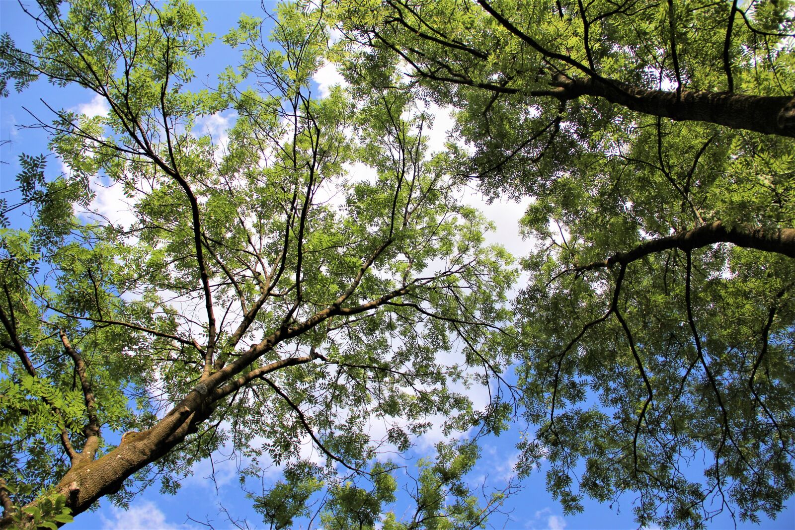 Canon EOS 550D (EOS Rebel T2i / EOS Kiss X4) sample photo. Tree, wood, nature photography