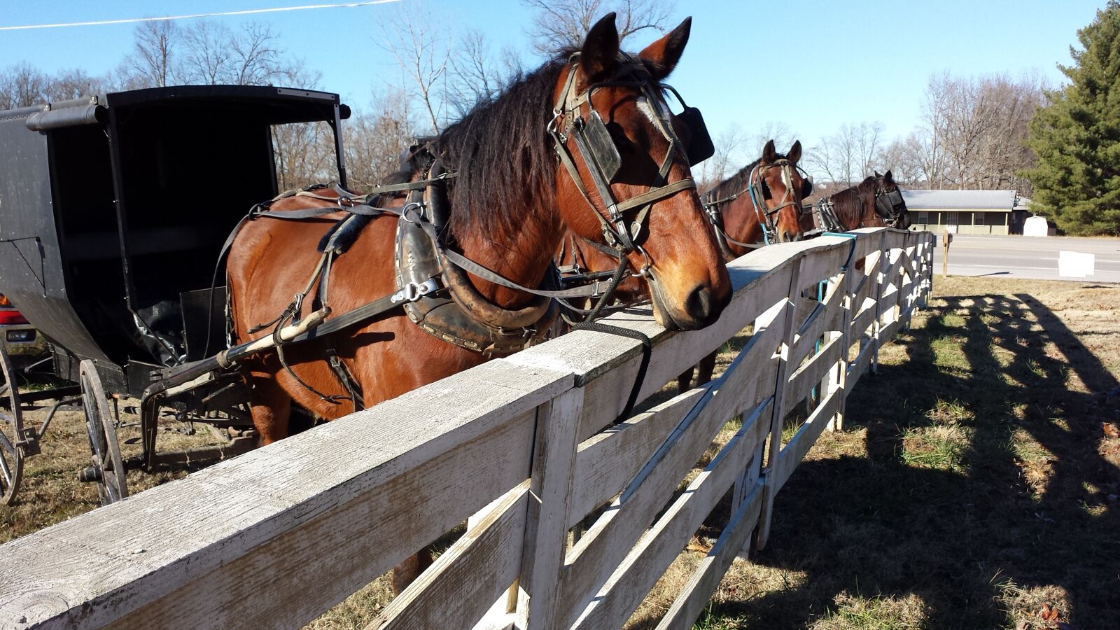 Samsung Galaxy S4 sample photo. Amish, buggy, equine, fence photography