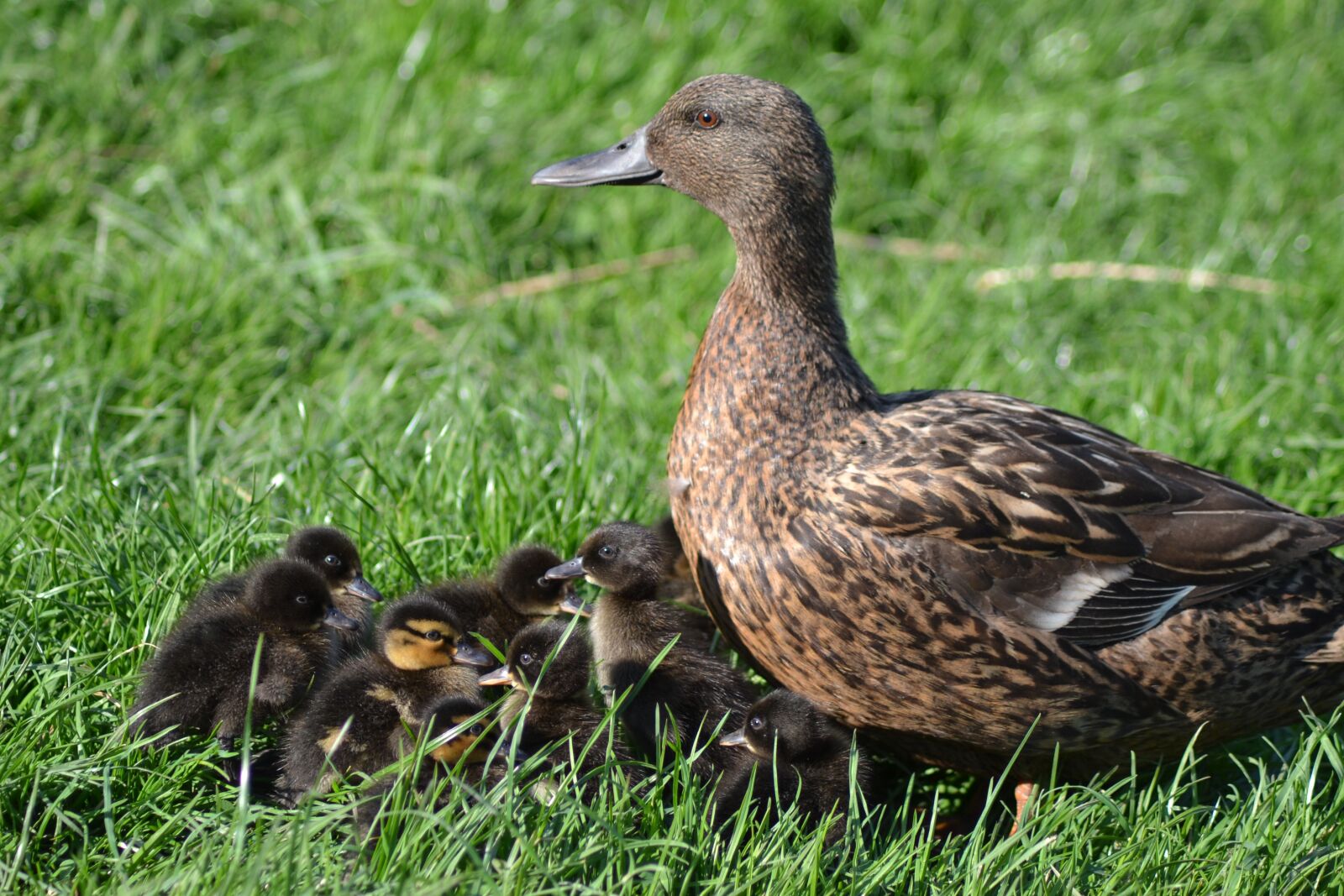 Nikon D3100 sample photo. Duck, ducklings, nature photography