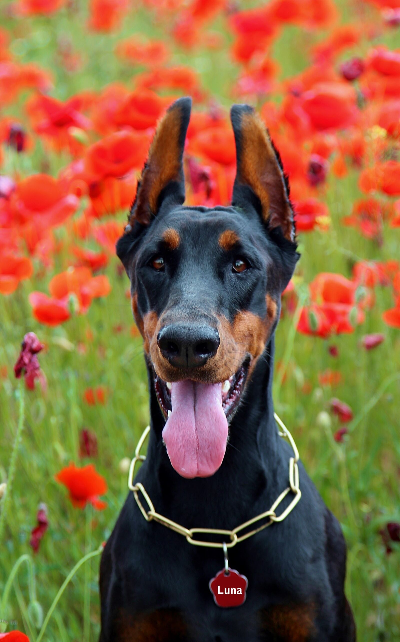 Canon EOS 600D (Rebel EOS T3i / EOS Kiss X5) sample photo. Doberman dog fejk p photography