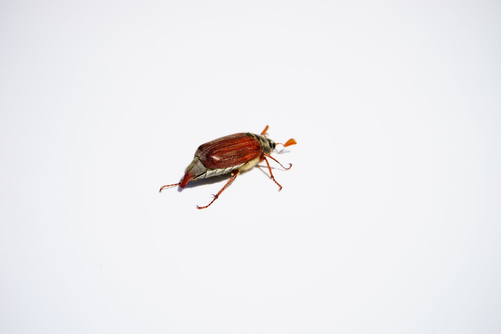 Sony a7 + Sony FE 28-70mm F3.5-5.6 OSS sample photo. Maikäfer, cockchafer, beetle photography
