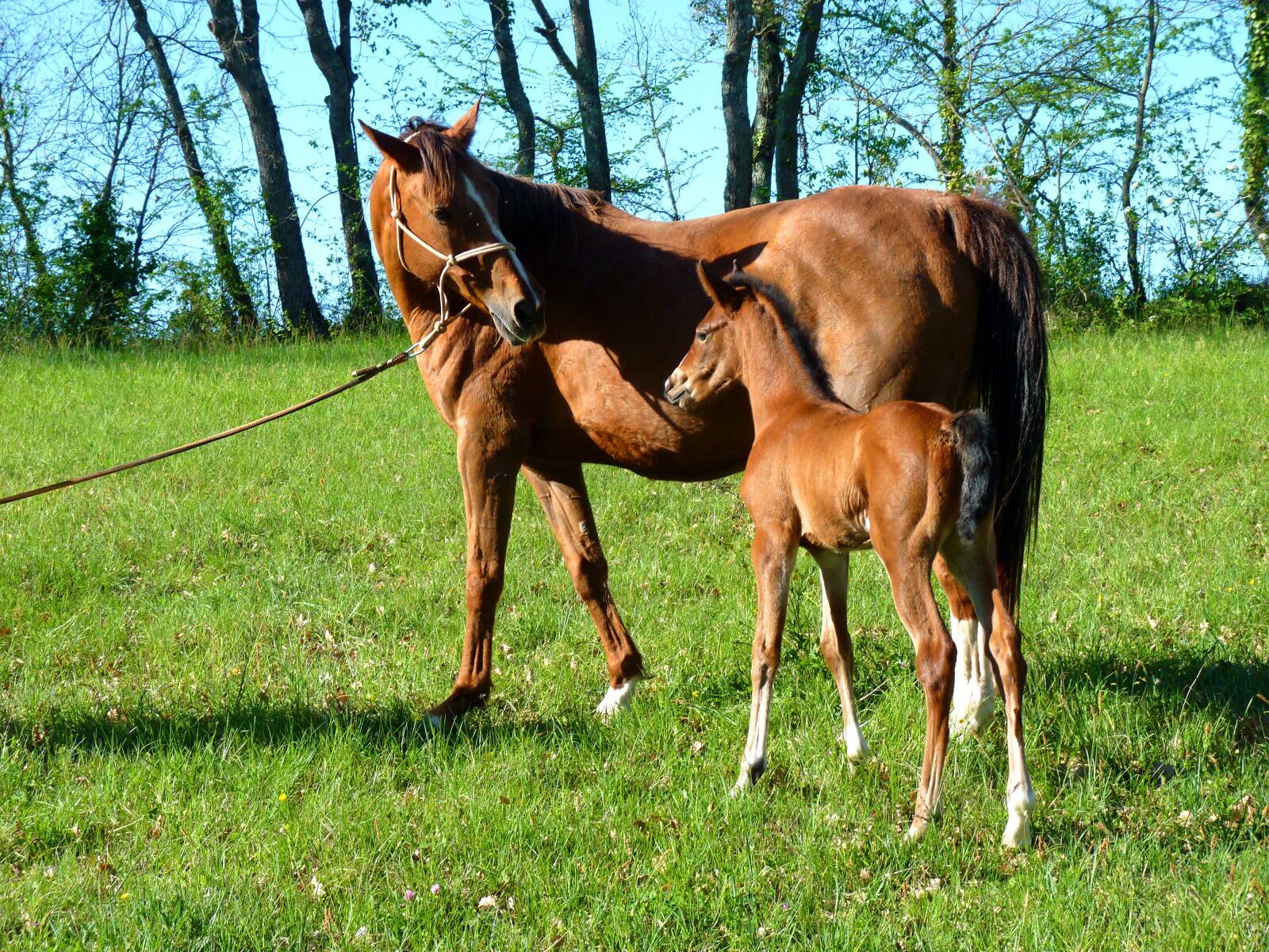 Panasonic Lumix DMC-FZ35 (Lumix DMC-FZ38) sample photo. Pure arab blood, equine photography