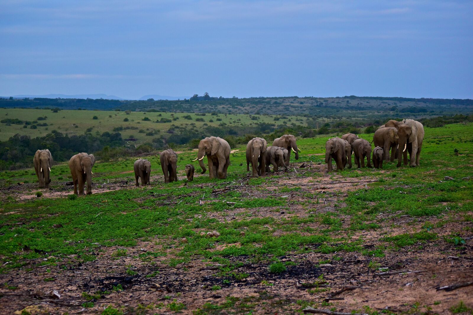 Nikon AF-S DX Nikkor 55-200mm F4-5.6G VR sample photo. Elephants, herd, hills photography
