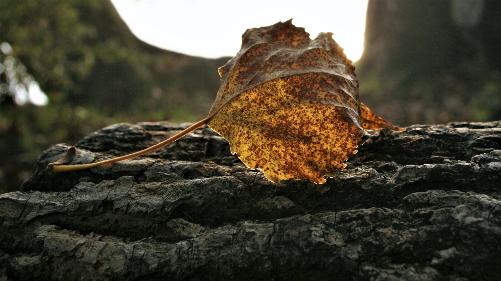 Canon EOS 400D (EOS Digital Rebel XTi / EOS Kiss Digital X) sample photo. Morning, dry leaf, speckled photography