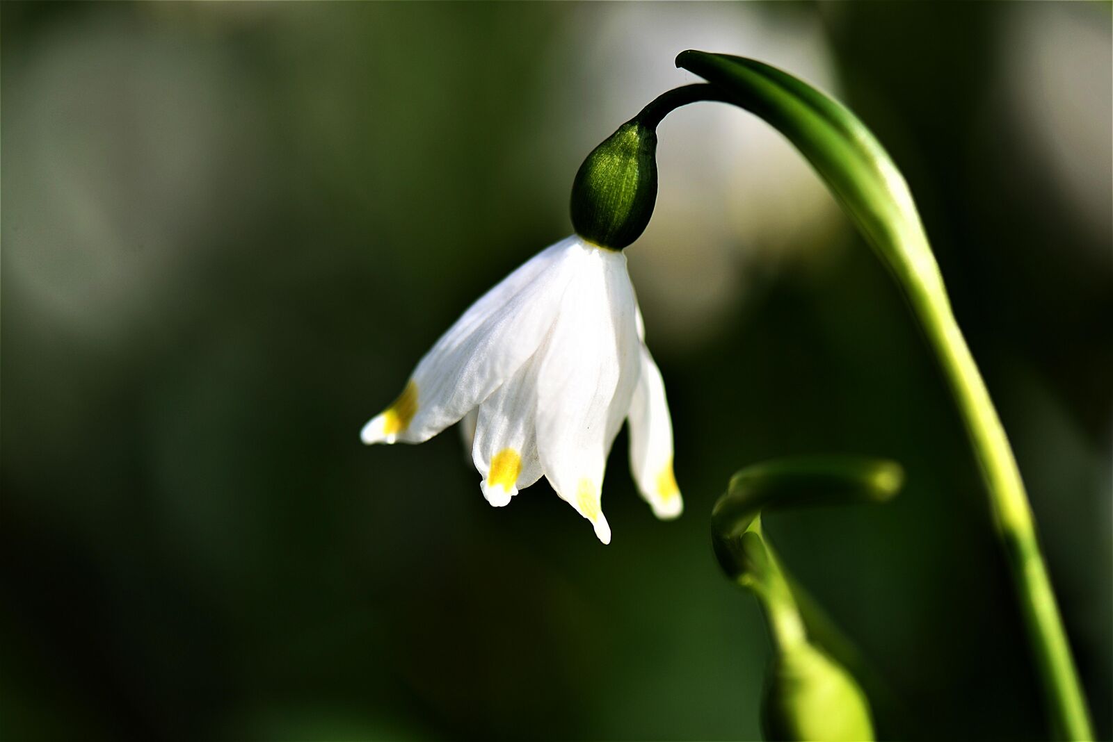Nikon D610 sample photo. Fruehlingsknotenblume, plant, white photography