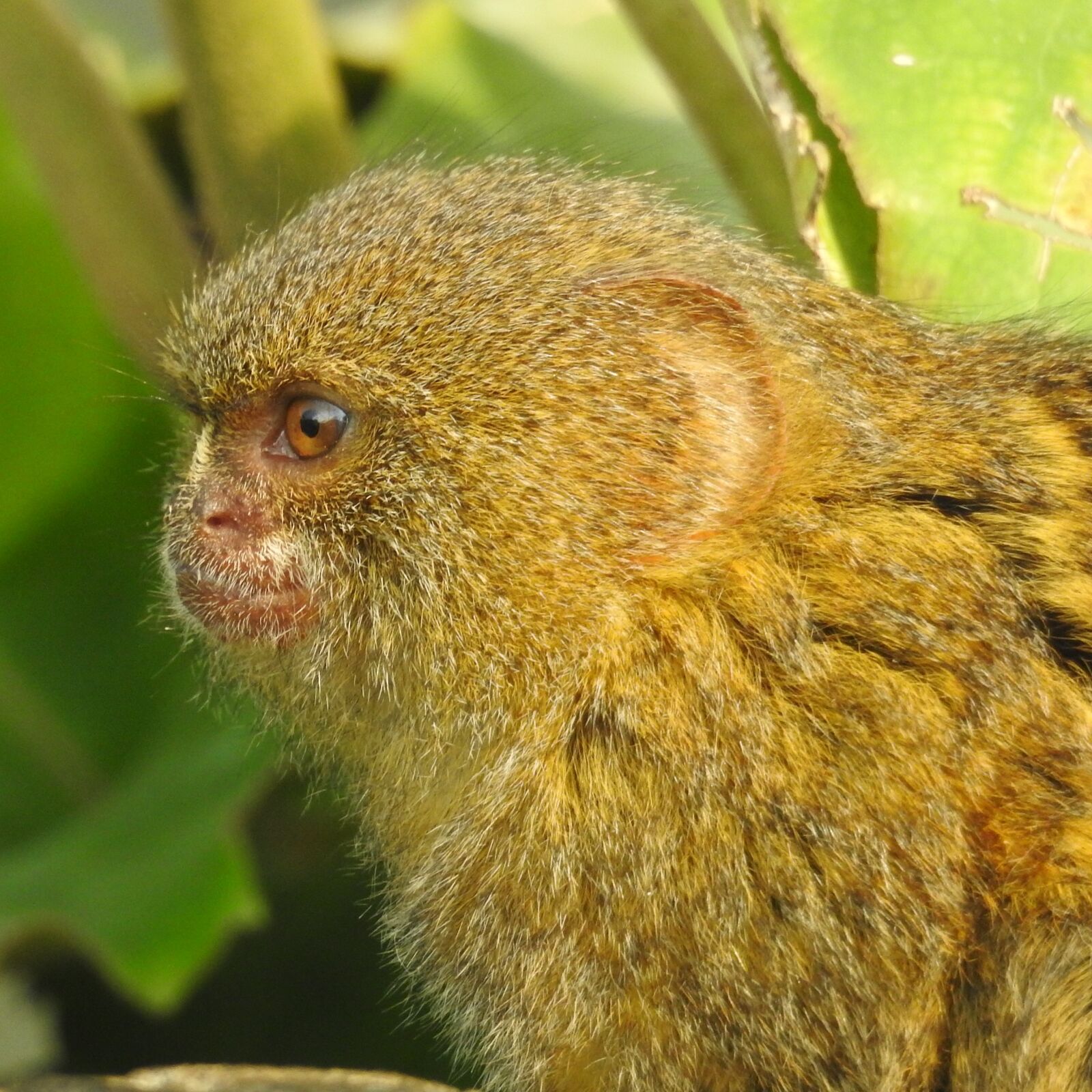 Nikon Coolpix P900 sample photo. Marmoset, pygmy, monkey photography