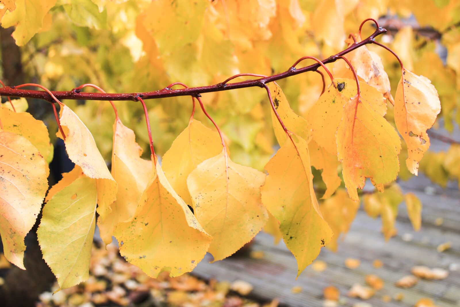 Canon EOS 2000D (EOS Rebel T7 / EOS Kiss X90 / EOS 1500D) sample photo. Autumn, color leaf, autumn photography