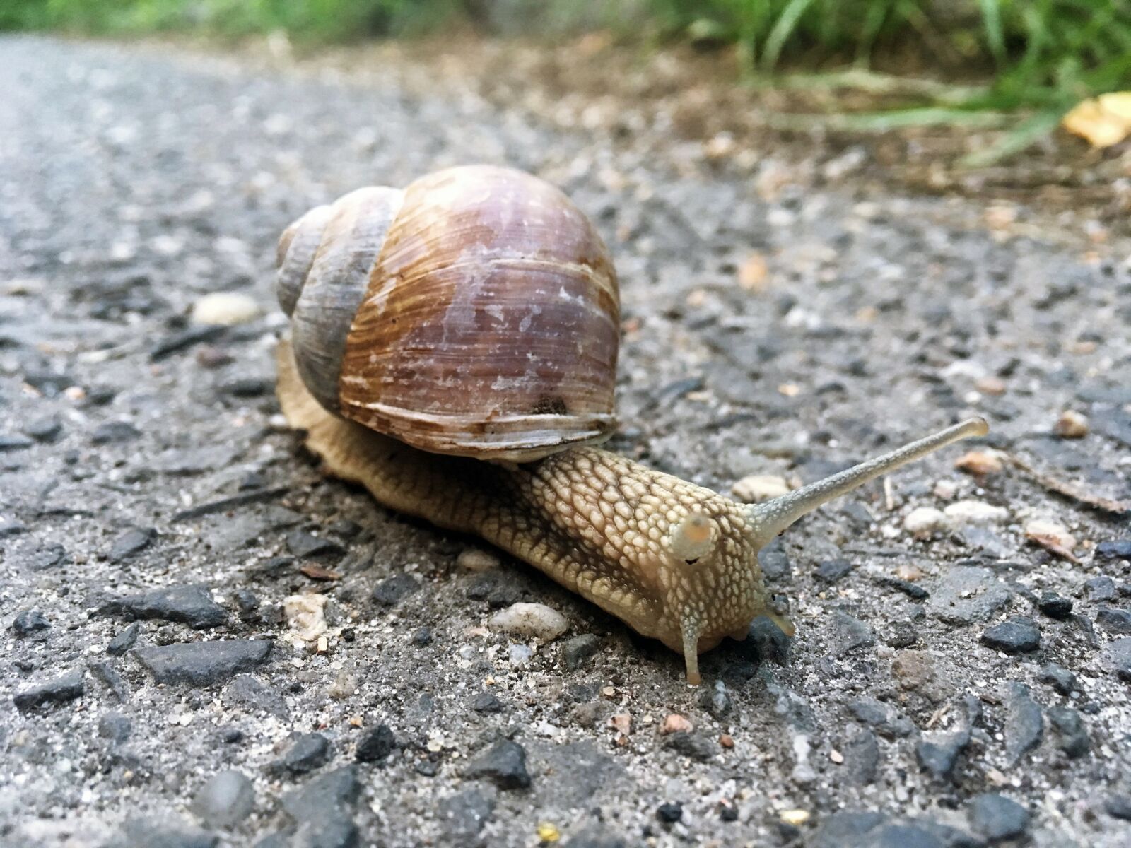 iPhone SE back camera 4.15mm f/2.2 sample photo. Snail, animal, nature photography