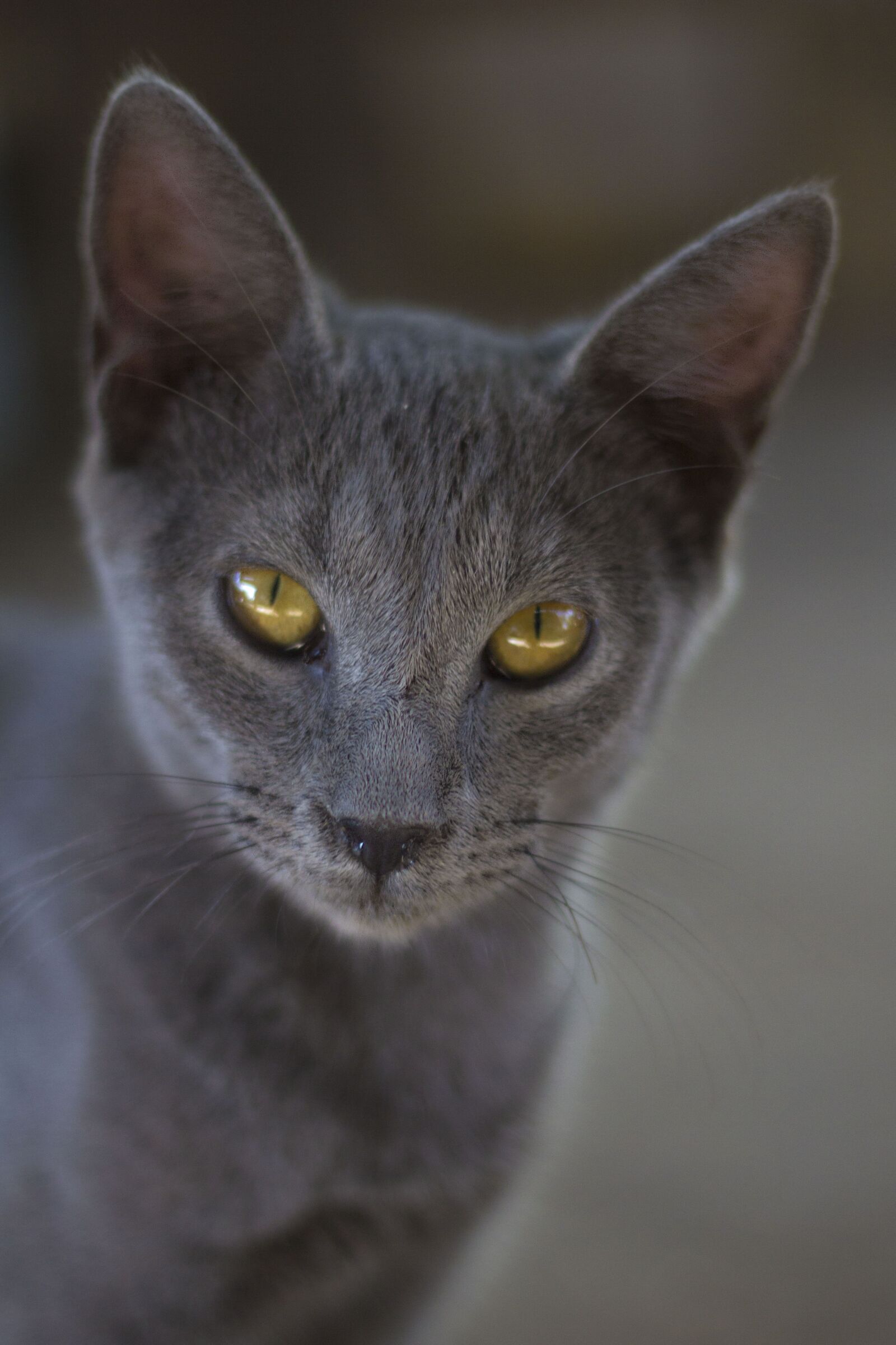 Canon EOS 60D + Canon EF 50mm F1.8 II sample photo. Cat, grey, cute photography