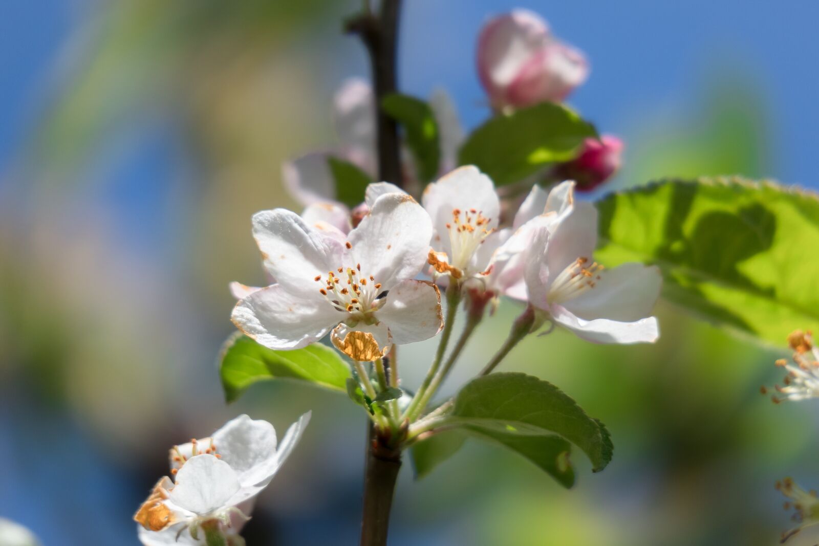 Canon PowerShot G3 X sample photo. Pistil, apple blossom, apple photography