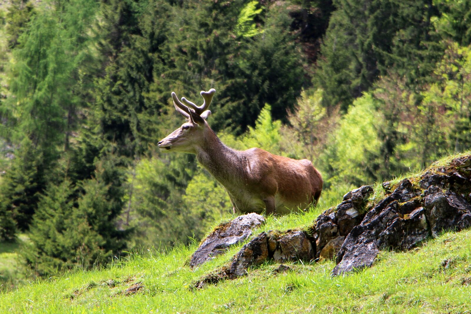 Canon EOS 70D sample photo. Hirsch, wild, nature photography