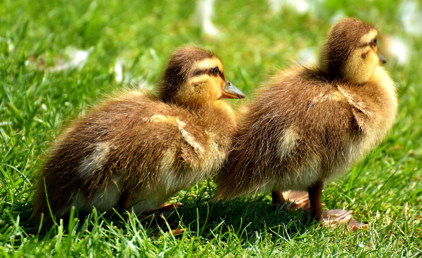 Nikon D7200 sample photo. Mallard, chicks, baby photography