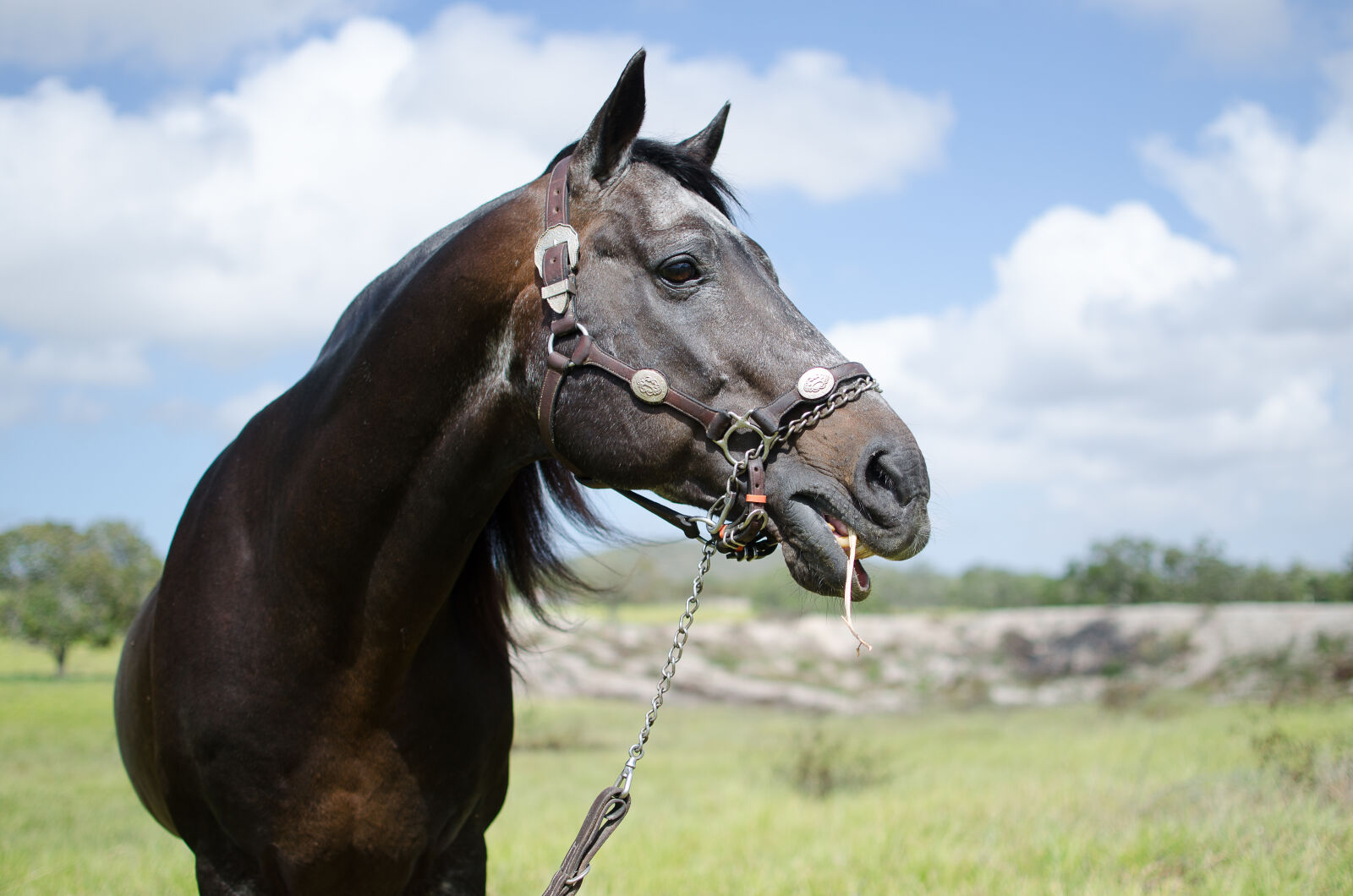 Nikon D5100 + Nikon AF-S DX Nikkor 35mm F1.8G sample photo. Horse, horse, head photography