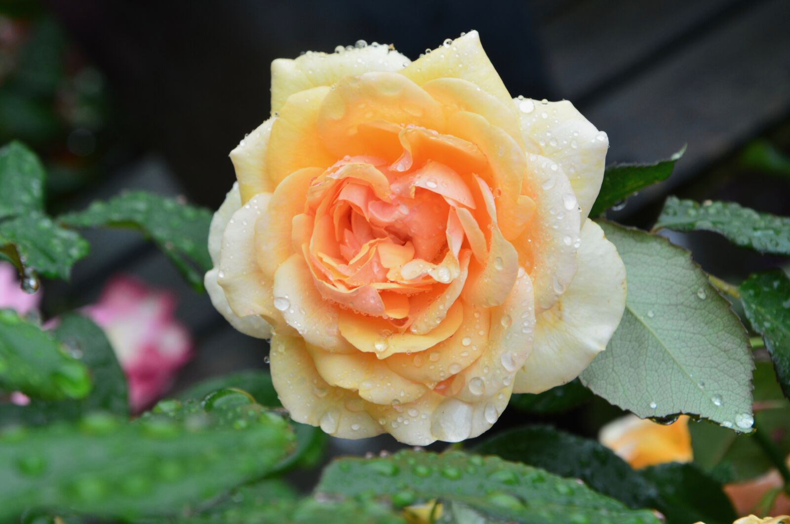 Nikon D5200 sample photo. Flower, flowers, pink photography
