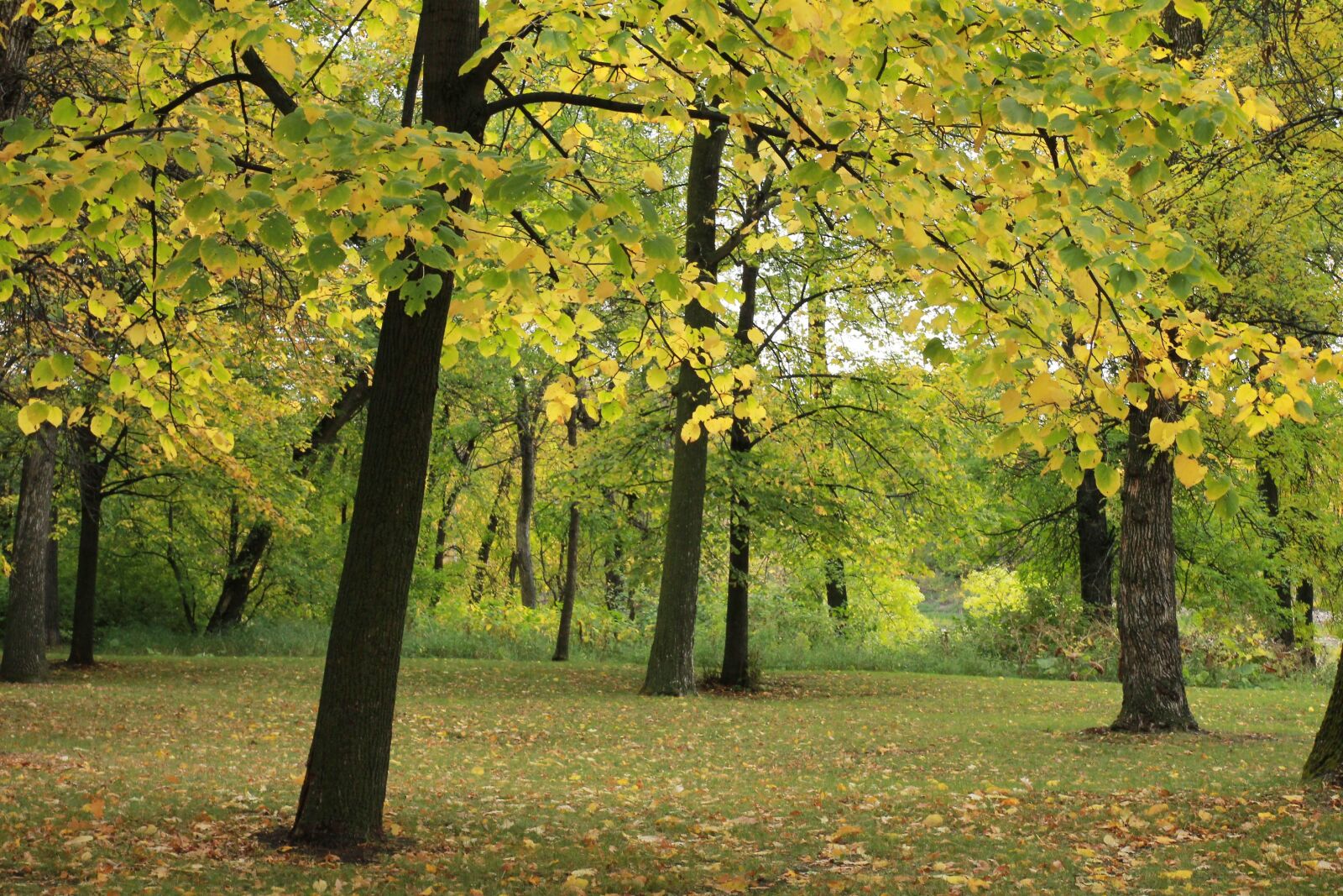 Canon EOS 550D (EOS Rebel T2i / EOS Kiss X4) sample photo. Autumn, yellow, nature photography