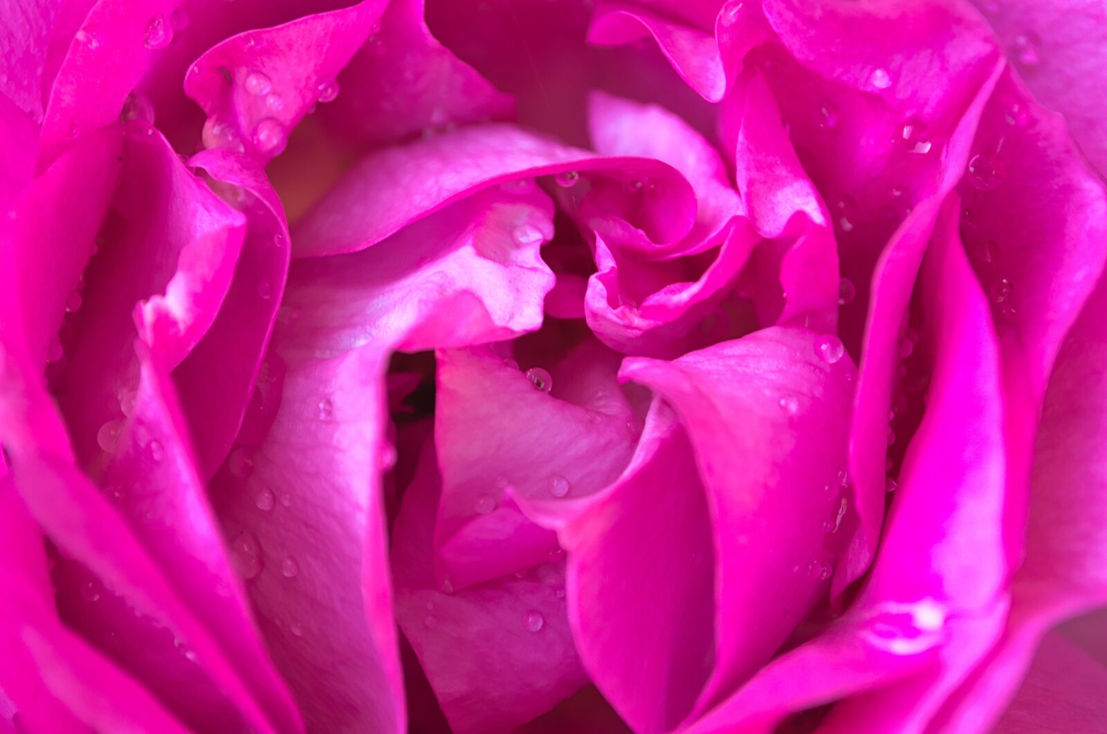 Nikon D3100 sample photo. Nature, rose, pink photography