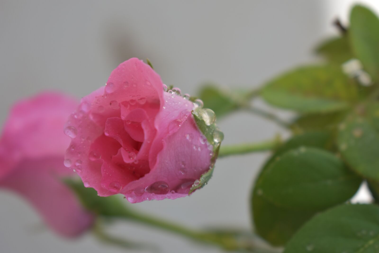 Nikon D3400 sample photo. Pink rose, rose, flowers photography