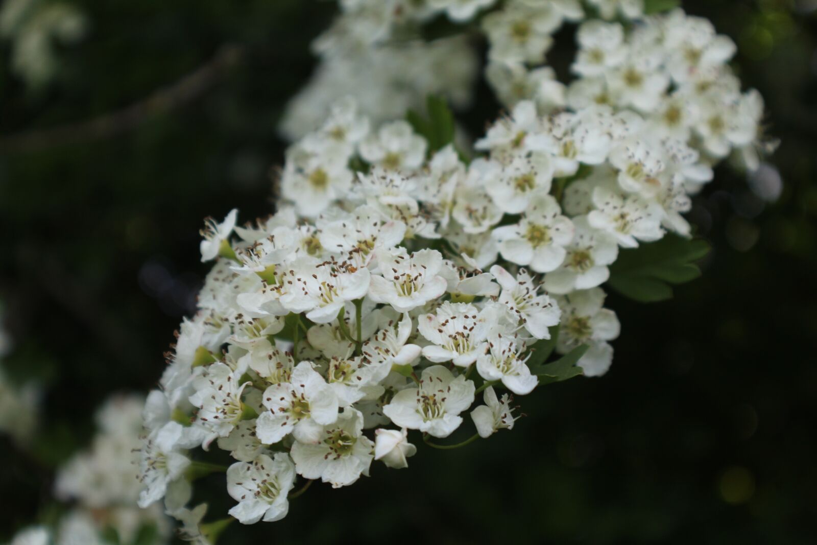 Canon EOS 1200D (EOS Rebel T5 / EOS Kiss X70 / EOS Hi) sample photo. White, flower, spring photography