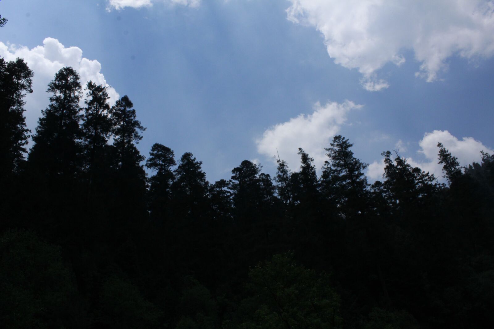 Canon EOS 1200D (EOS Rebel T5 / EOS Kiss X70 / EOS Hi) sample photo. Trees, nature, rio photography