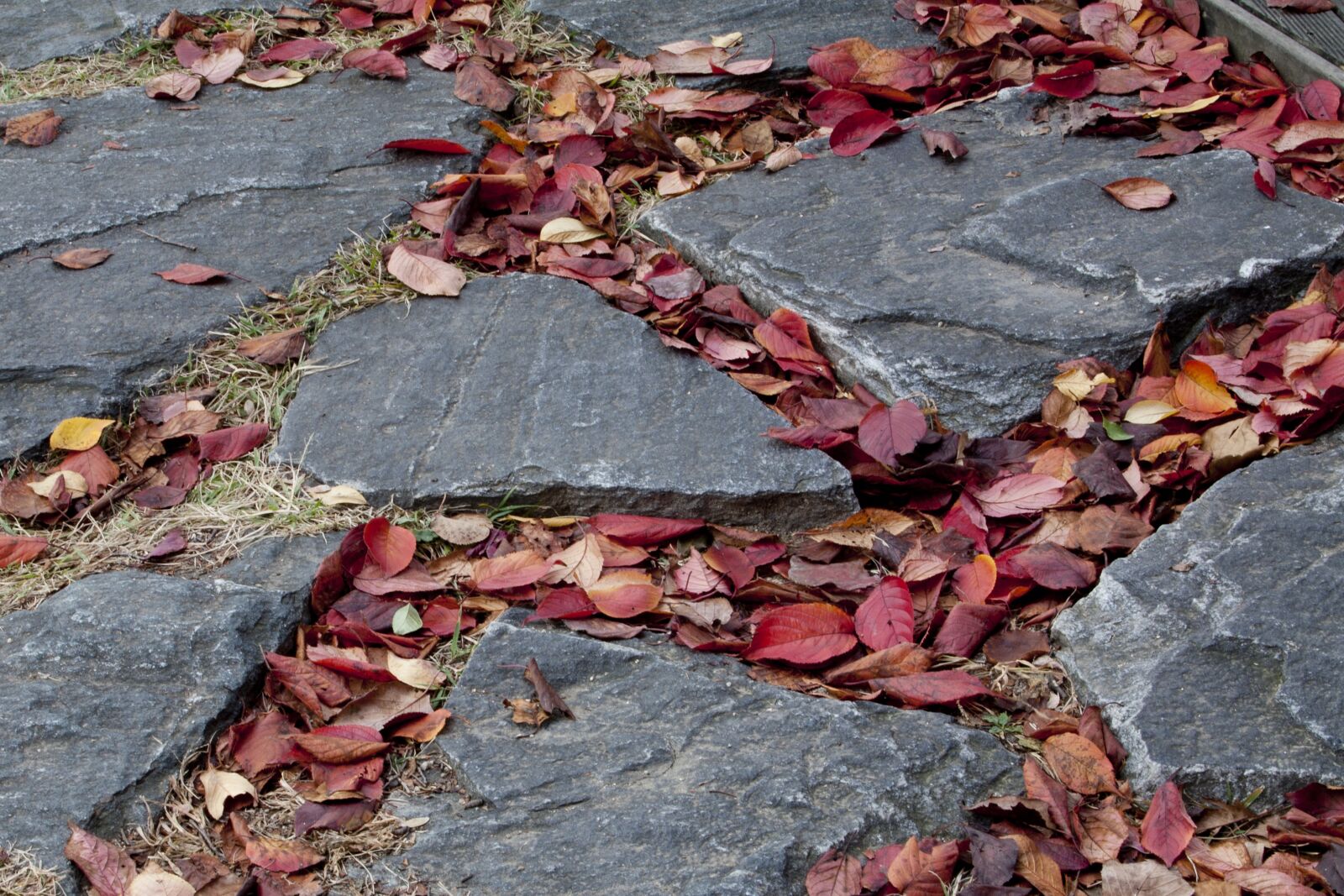 Canon EOS 5D sample photo. Maple leaf, autumn leaves photography