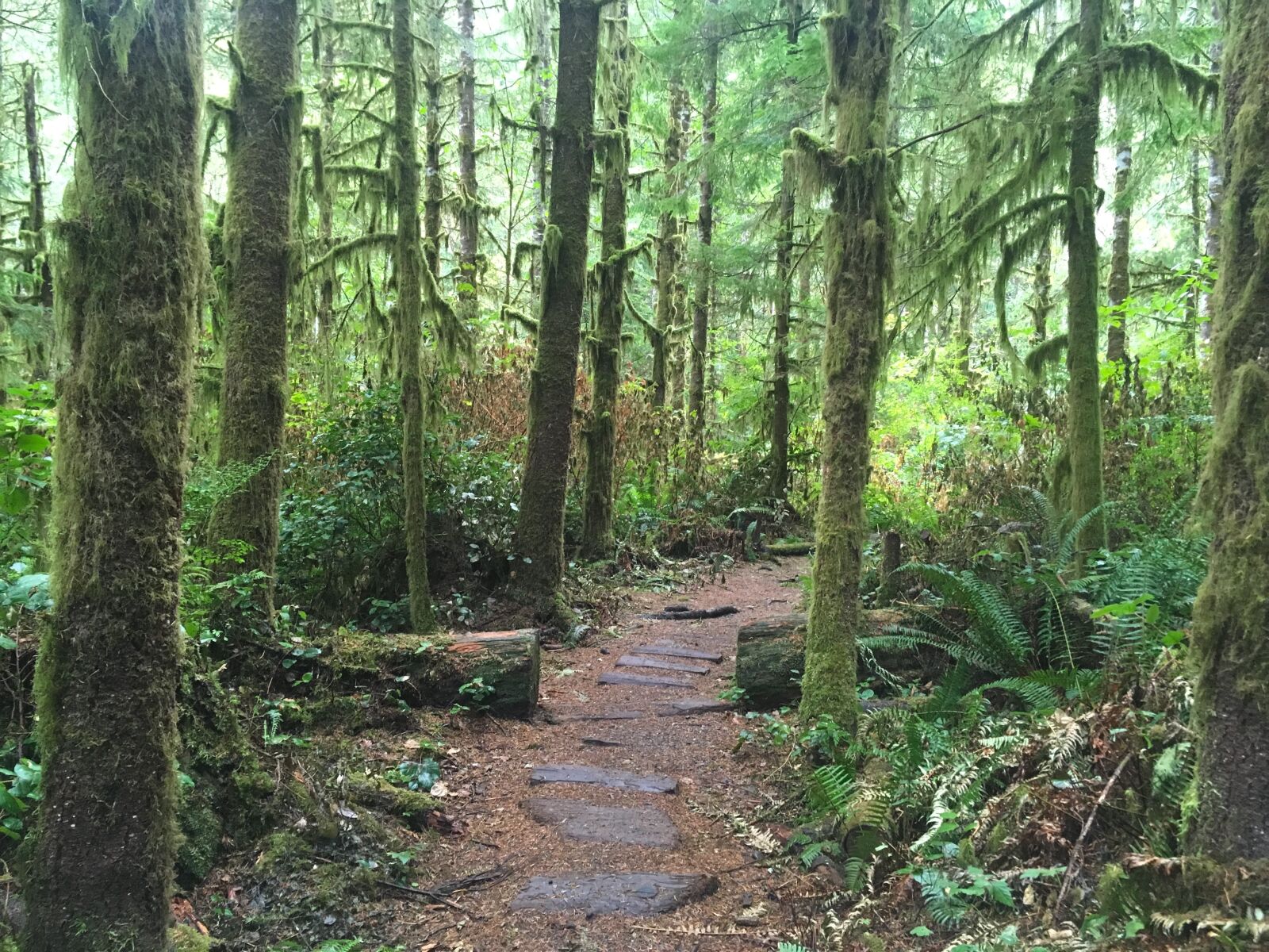 iPhone SE back camera 4.15mm f/2.2 sample photo. Hike, pacific northwest, green photography