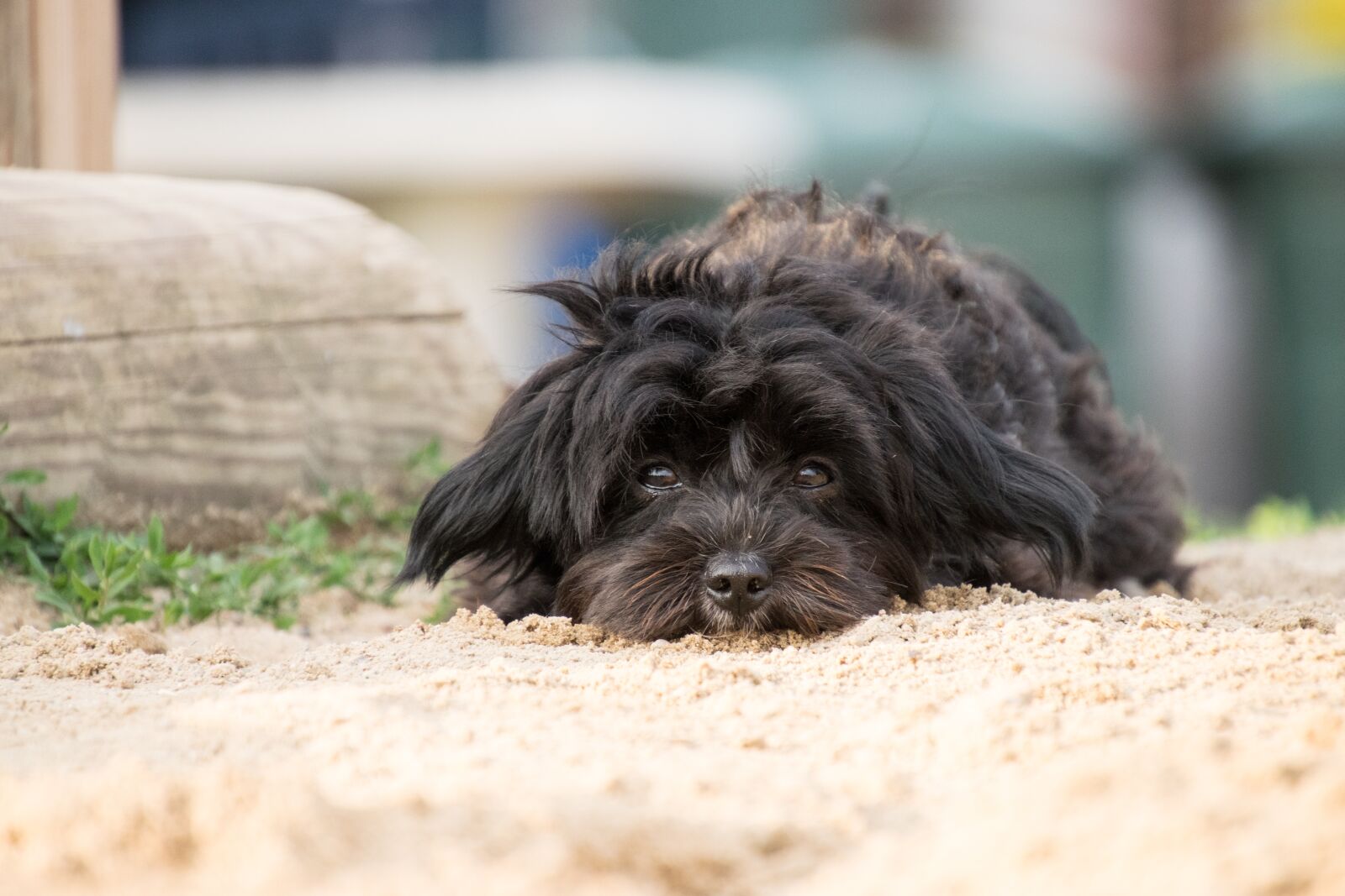 Nikon D3300 sample photo. Dog, animal, sand photography