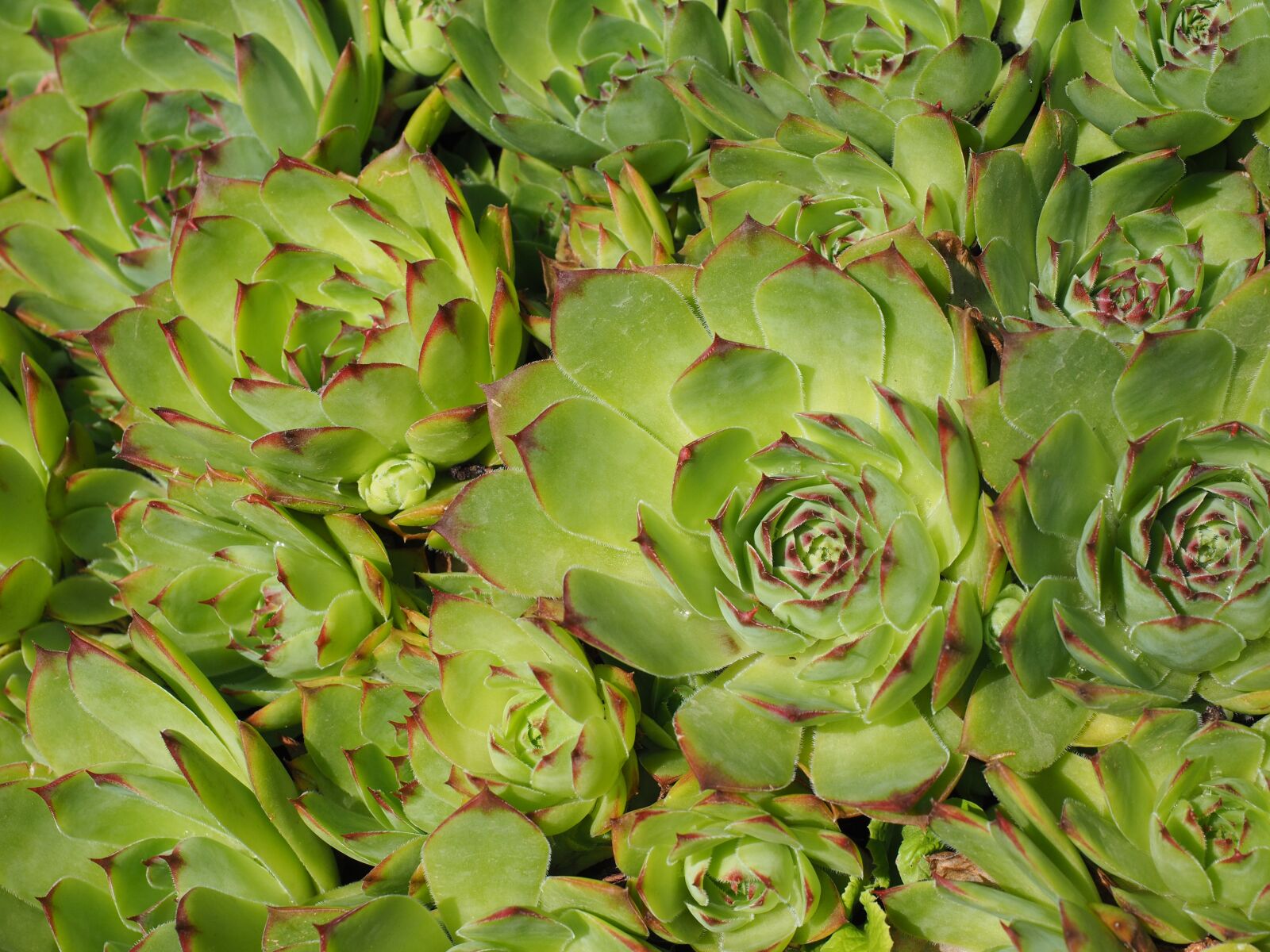 Olympus OM-D E-M1 + Olympus M.Zuiko Digital ED 12-40mm F2.8 Pro sample photo. Houseleek, sempervivum, stone garden photography