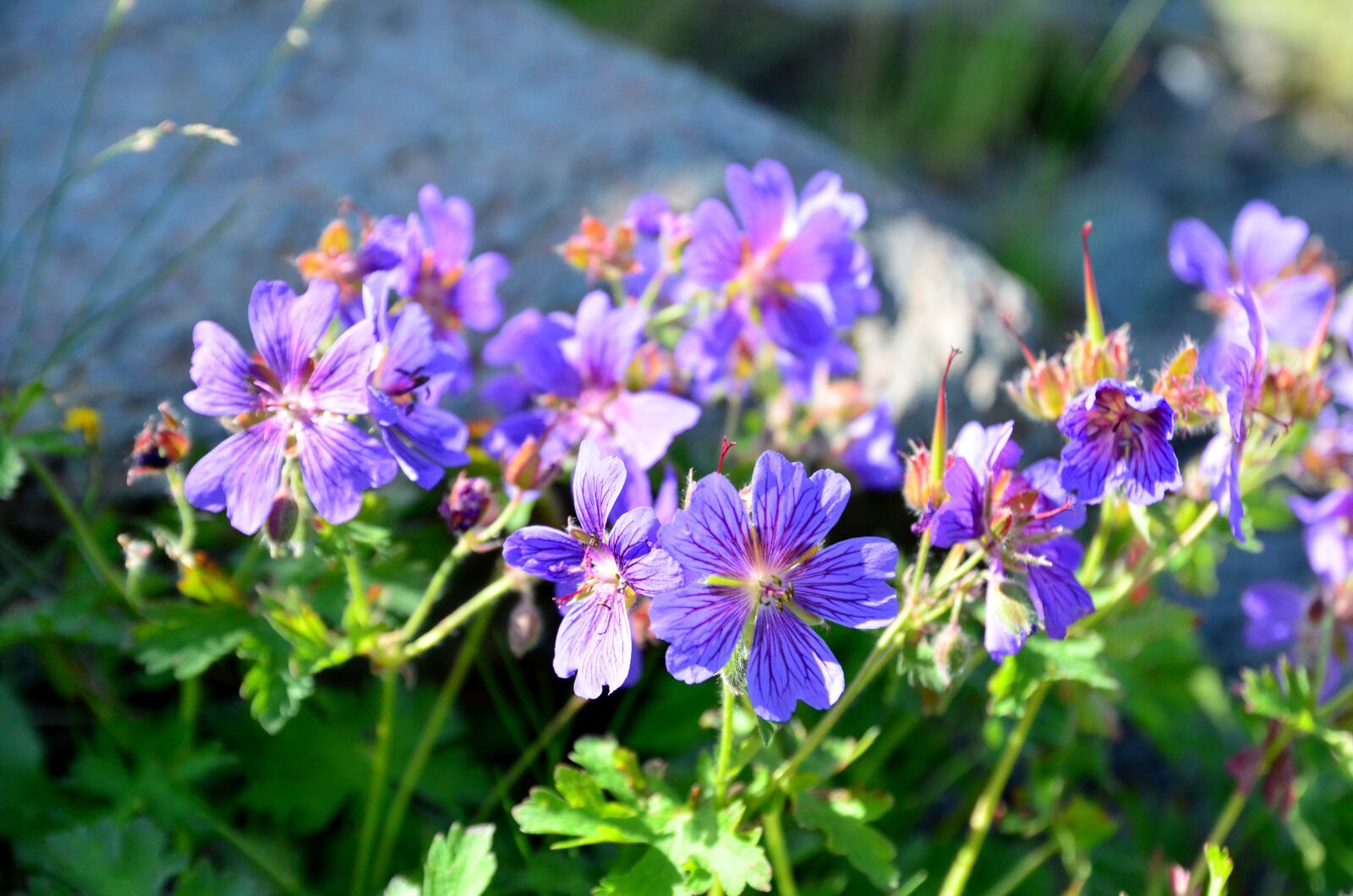 Nikon D5100 sample photo. Nature, flower, plant photography