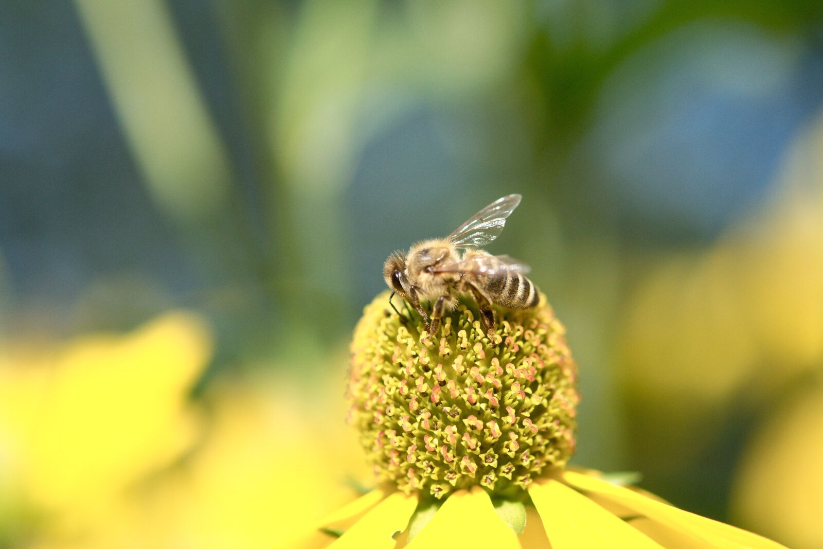 Nikon D5000 sample photo. Bee, blossom, bloom photography