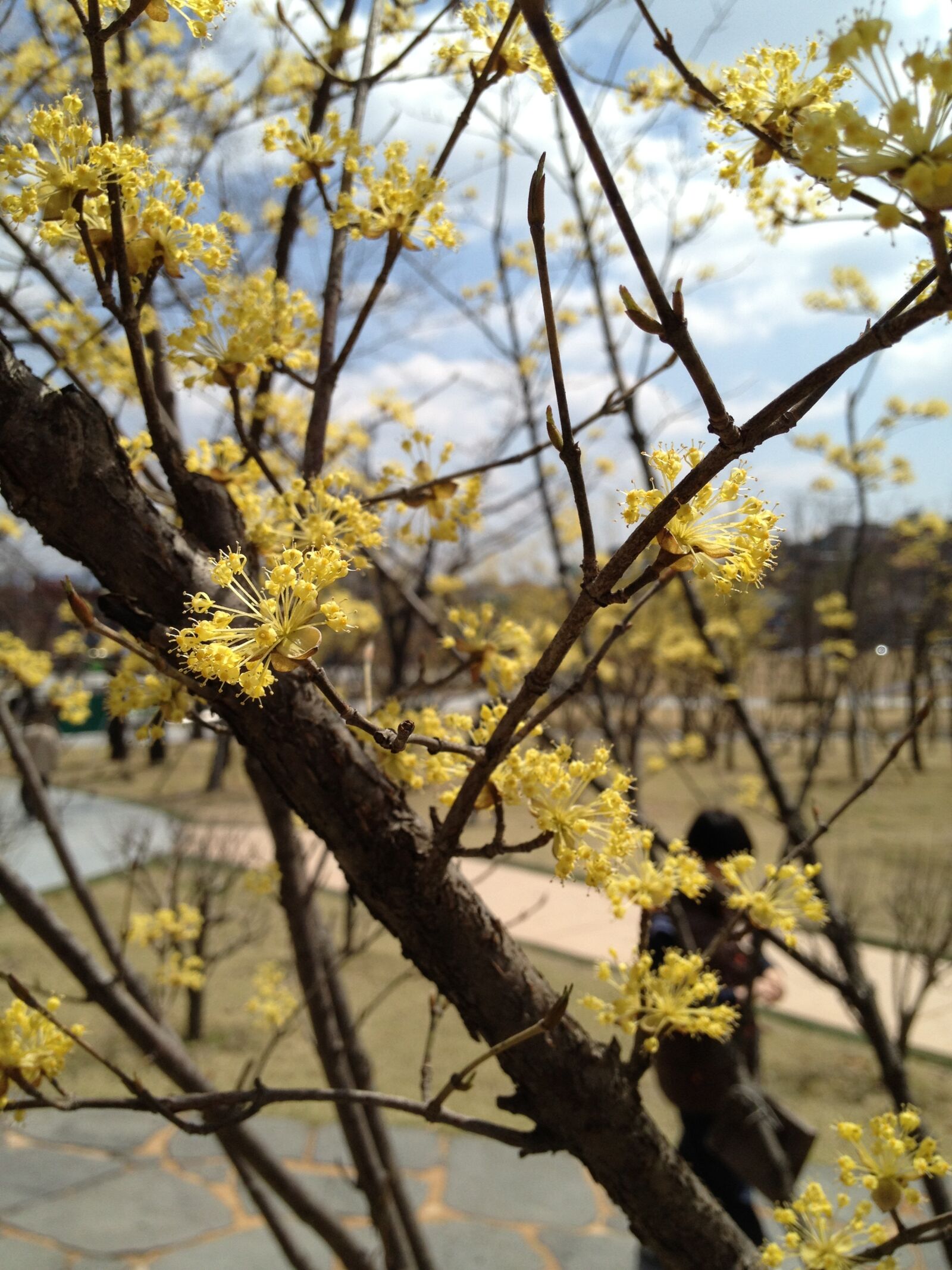 Apple iPhone 4S sample photo. Flowers, spring flowers, spring photography