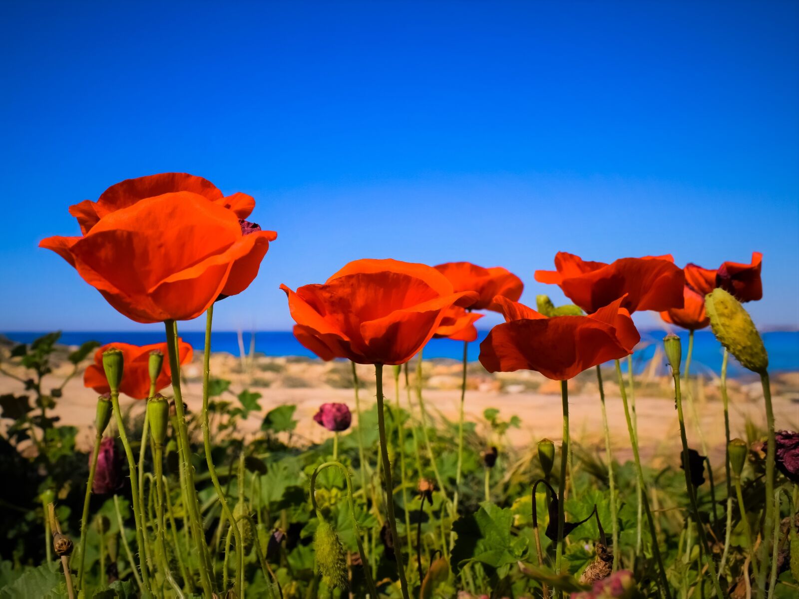 Nikon D3300 sample photo. Poppy, nature, flower photography
