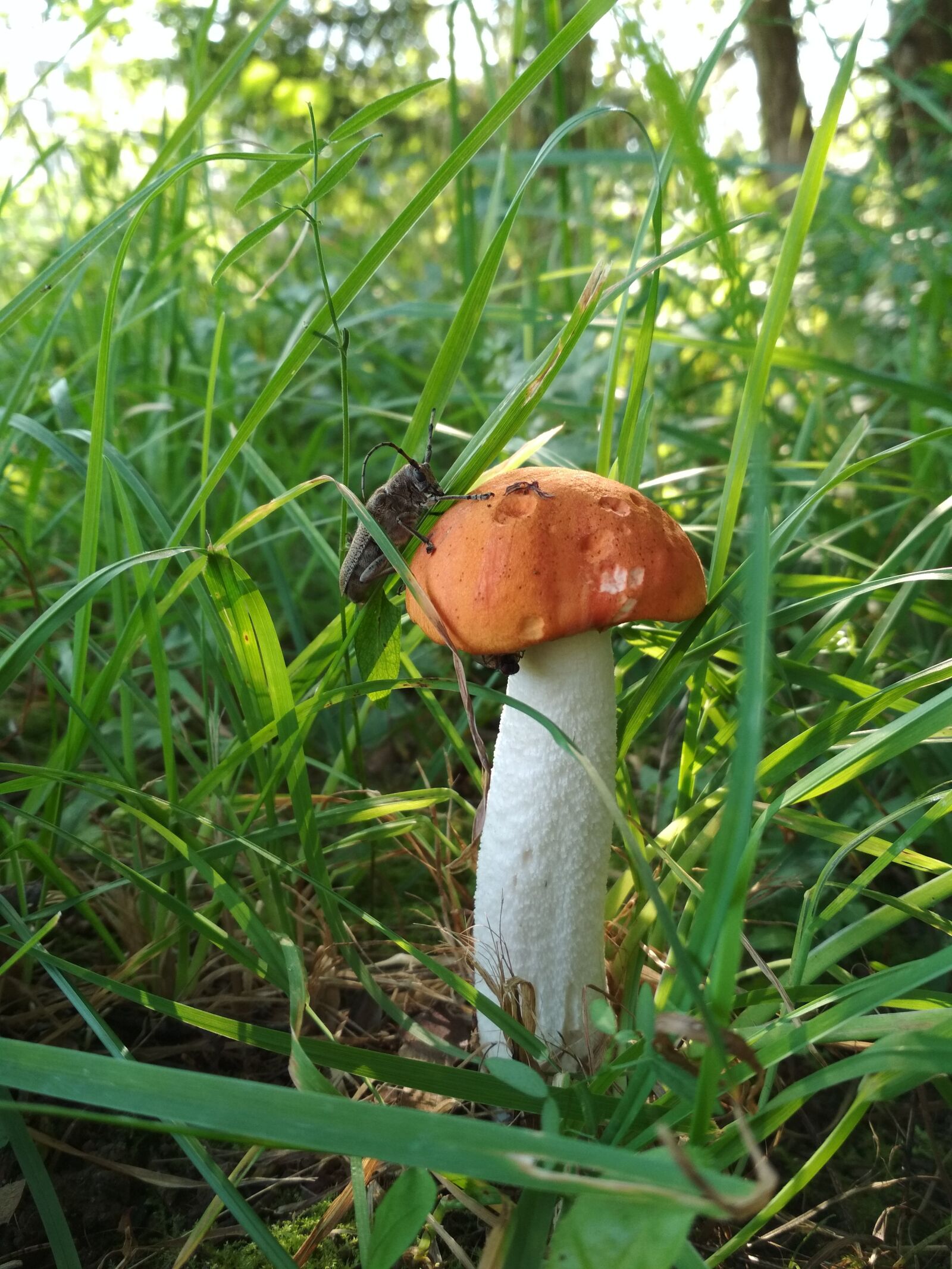 Xiaomi Redmi 4X sample photo. Mushroom, forest, summer photography