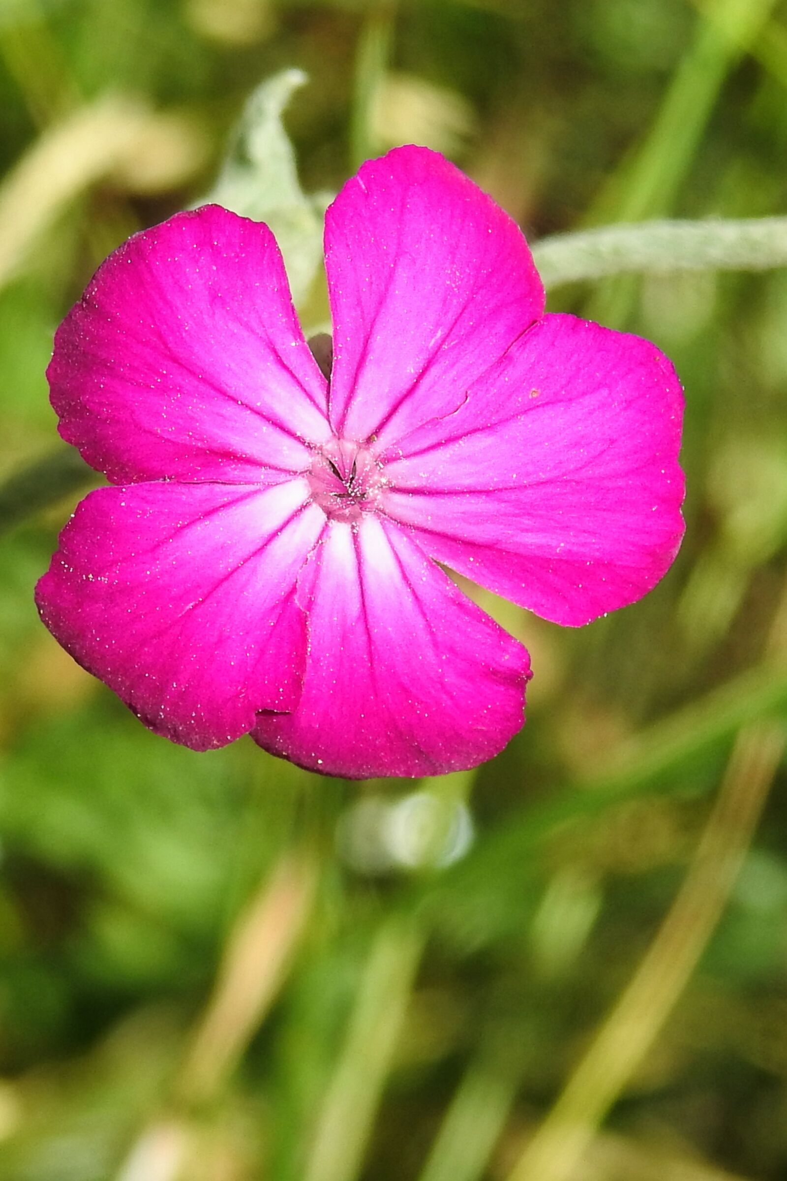 Nikon Coolpix P900 sample photo. Pointed flower, wild flower photography