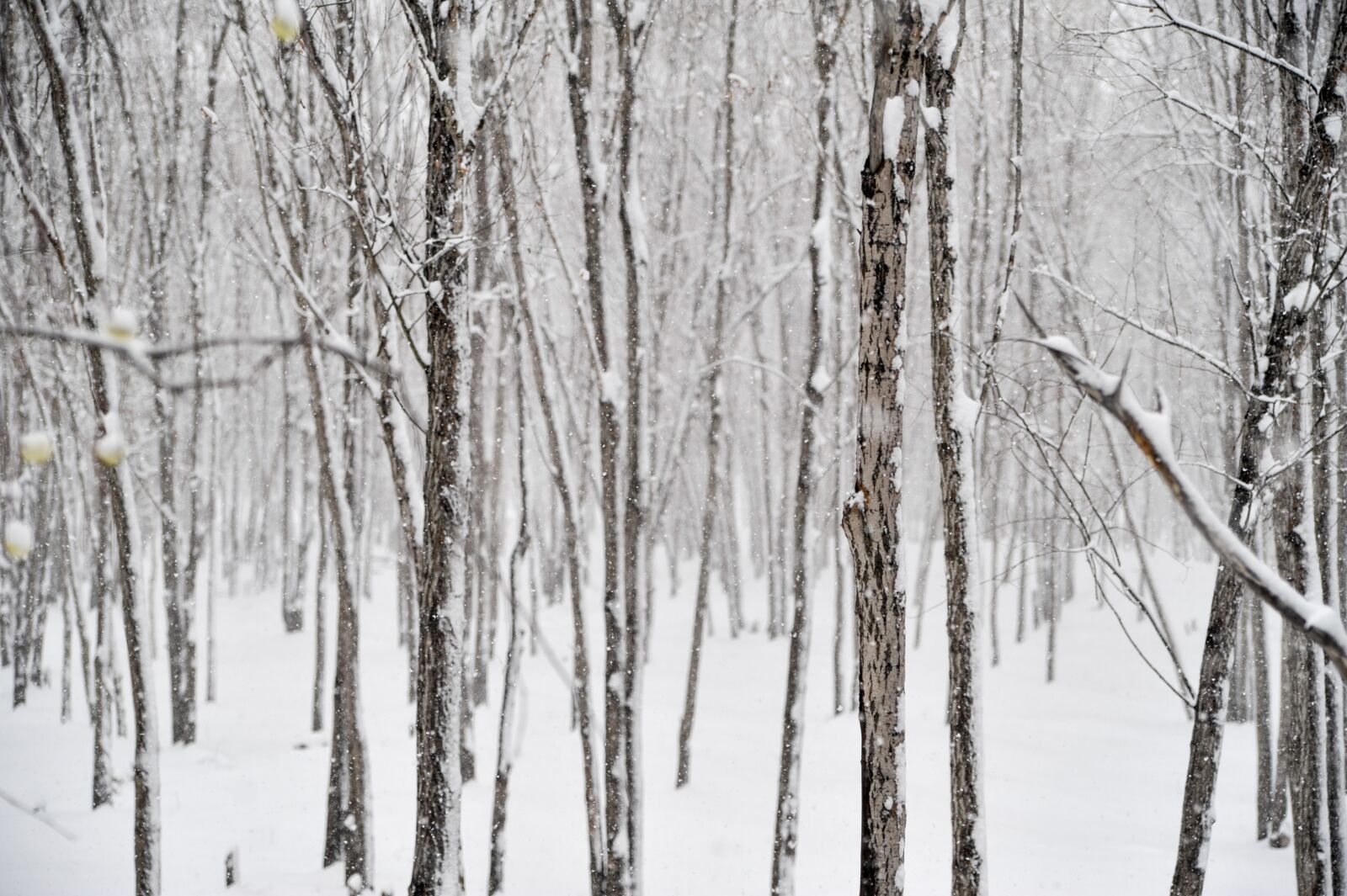 Nikon D700 sample photo. Winter, snow, wood photography