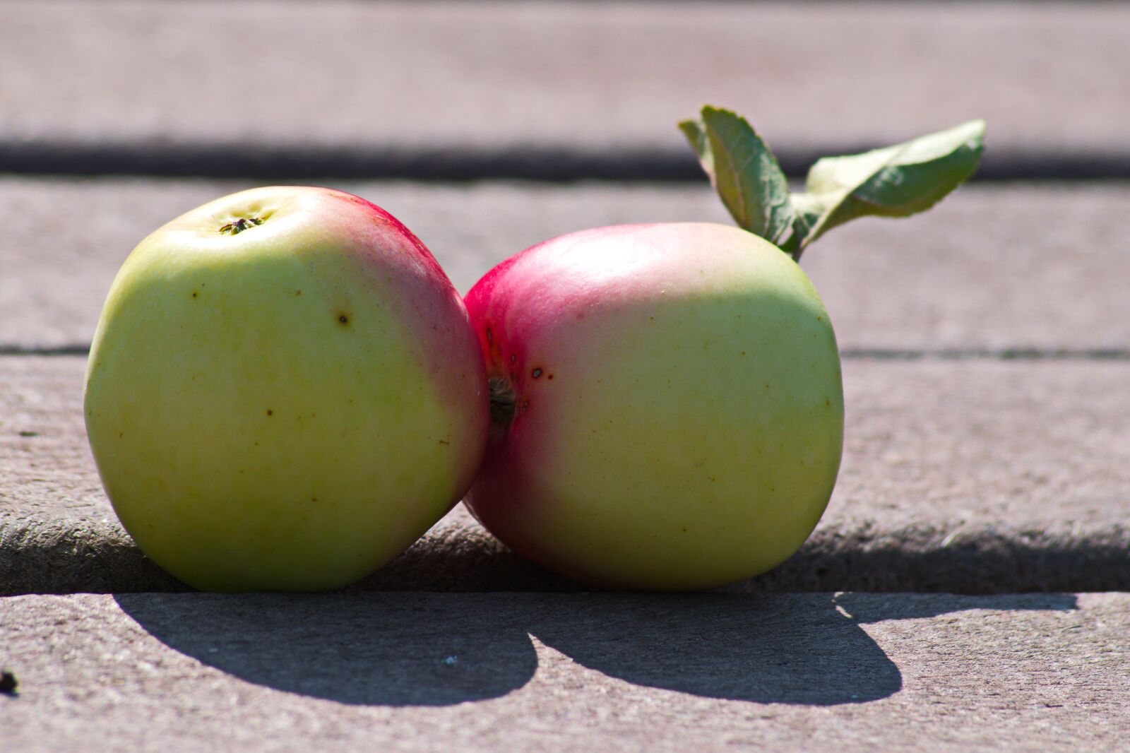 Nikon D3300 sample photo. Beautiful apples, apples, tree photography