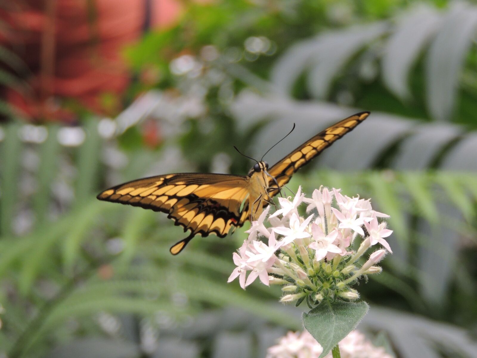 Nikon Coolpix P510 sample photo. Butterfly, animal, insect photography