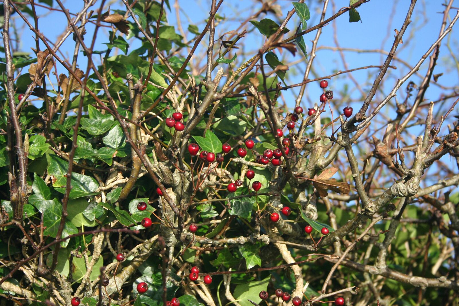Canon EOS 350D (EOS Digital Rebel XT / EOS Kiss Digital N) sample photo. Vegetation, berries, autumn photography