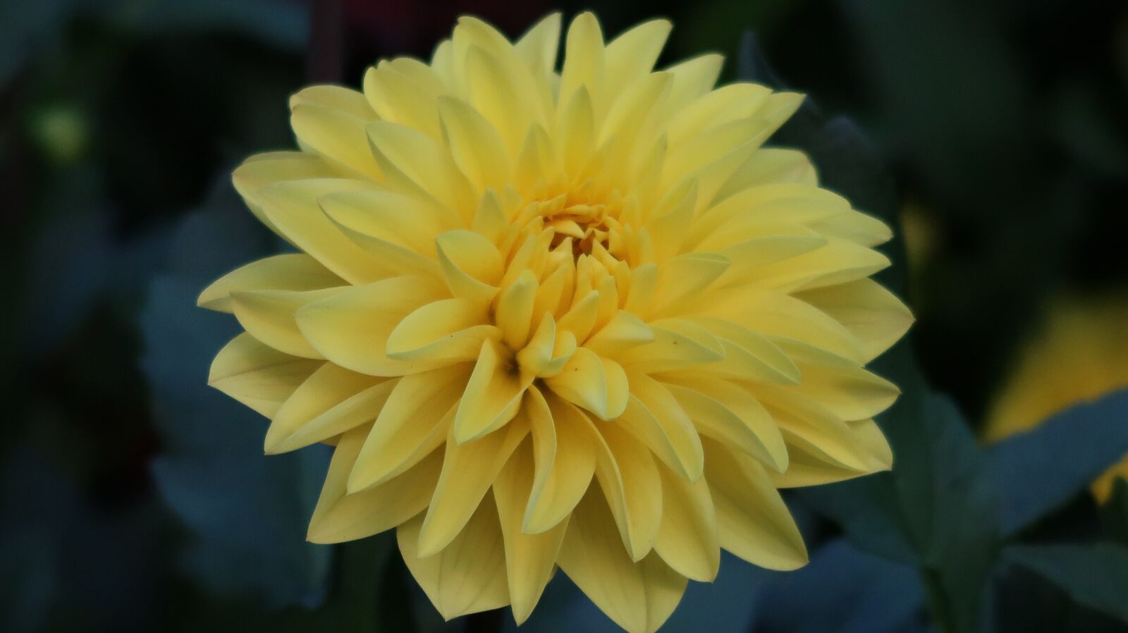 Canon PowerShot G7 X Mark II sample photo. Yellow flower, swiss, luzern photography
