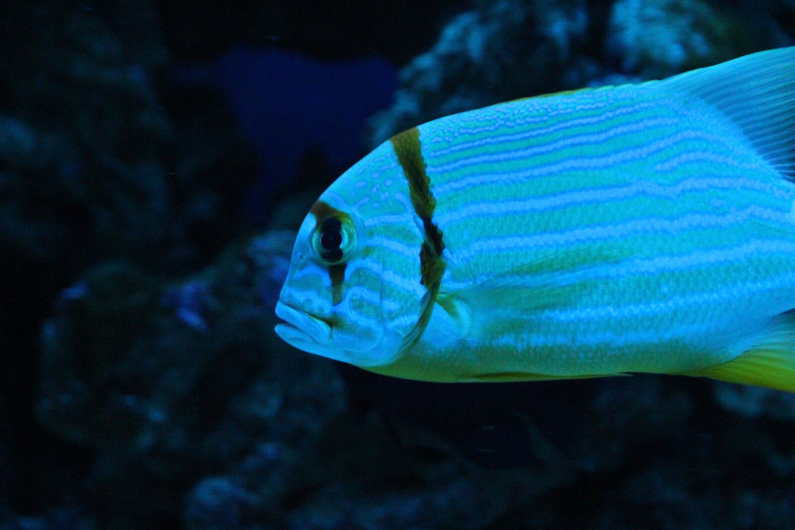Canon EOS 650D (EOS Rebel T4i / EOS Kiss X6i) sample photo. Fish-croaker virginiana, virginian pompom photography