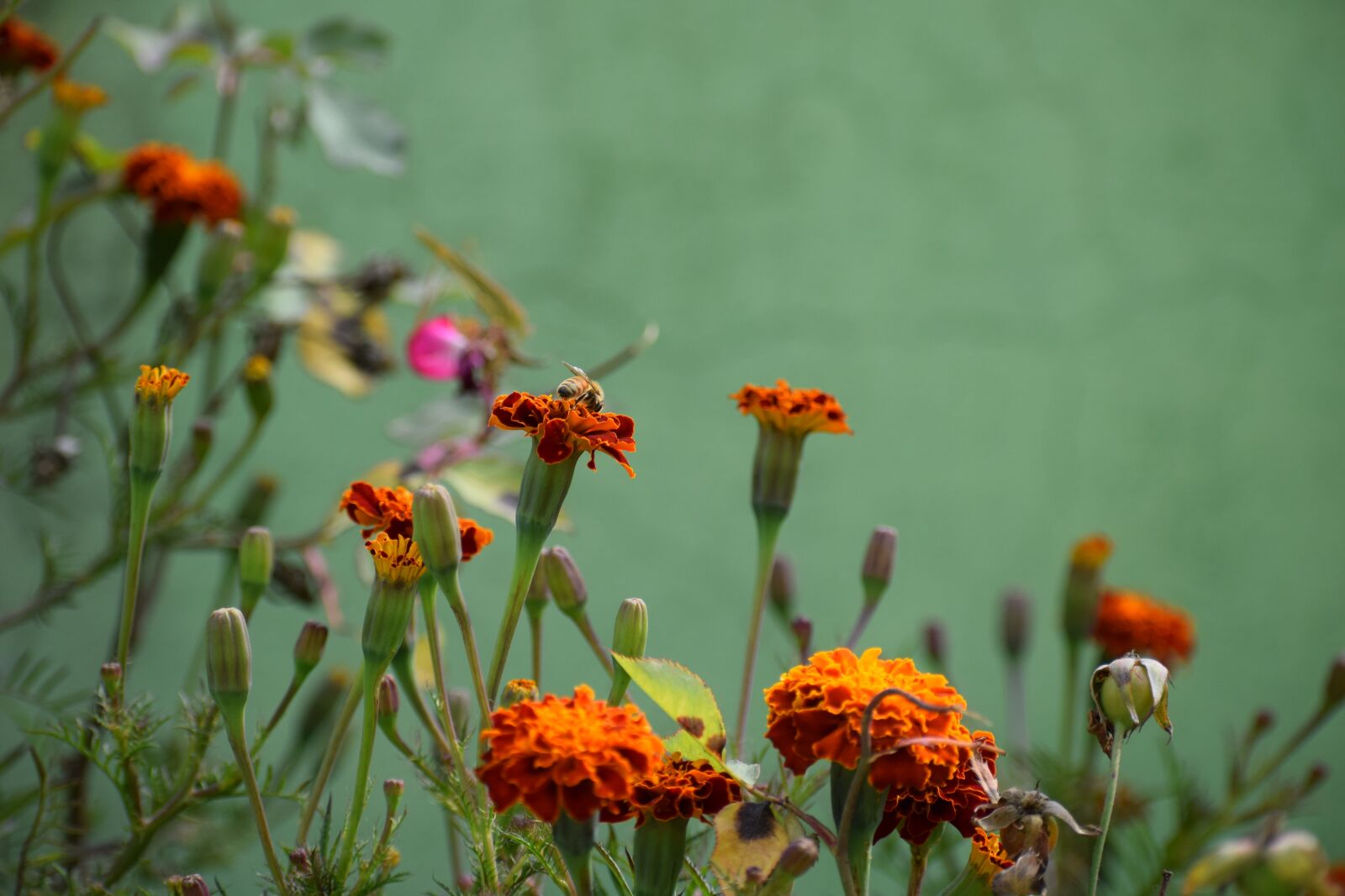 Nikon D3300 sample photo. Flower, flora, nature photography