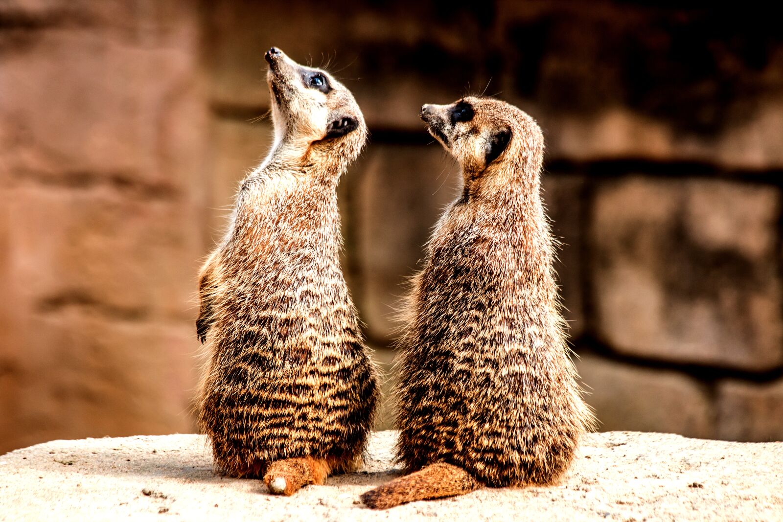 Canon EOS 70D + Canon EF 70-300mm F4-5.6 IS USM sample photo. Zoo, curious, meerkat photography