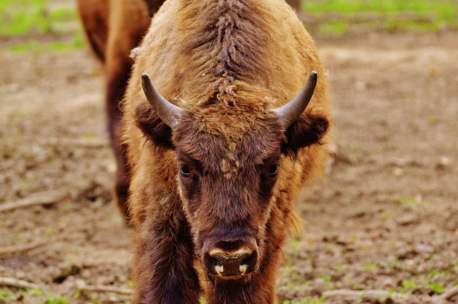 Nikon D3200 sample photo. Bison, wildpark poing, wild photography