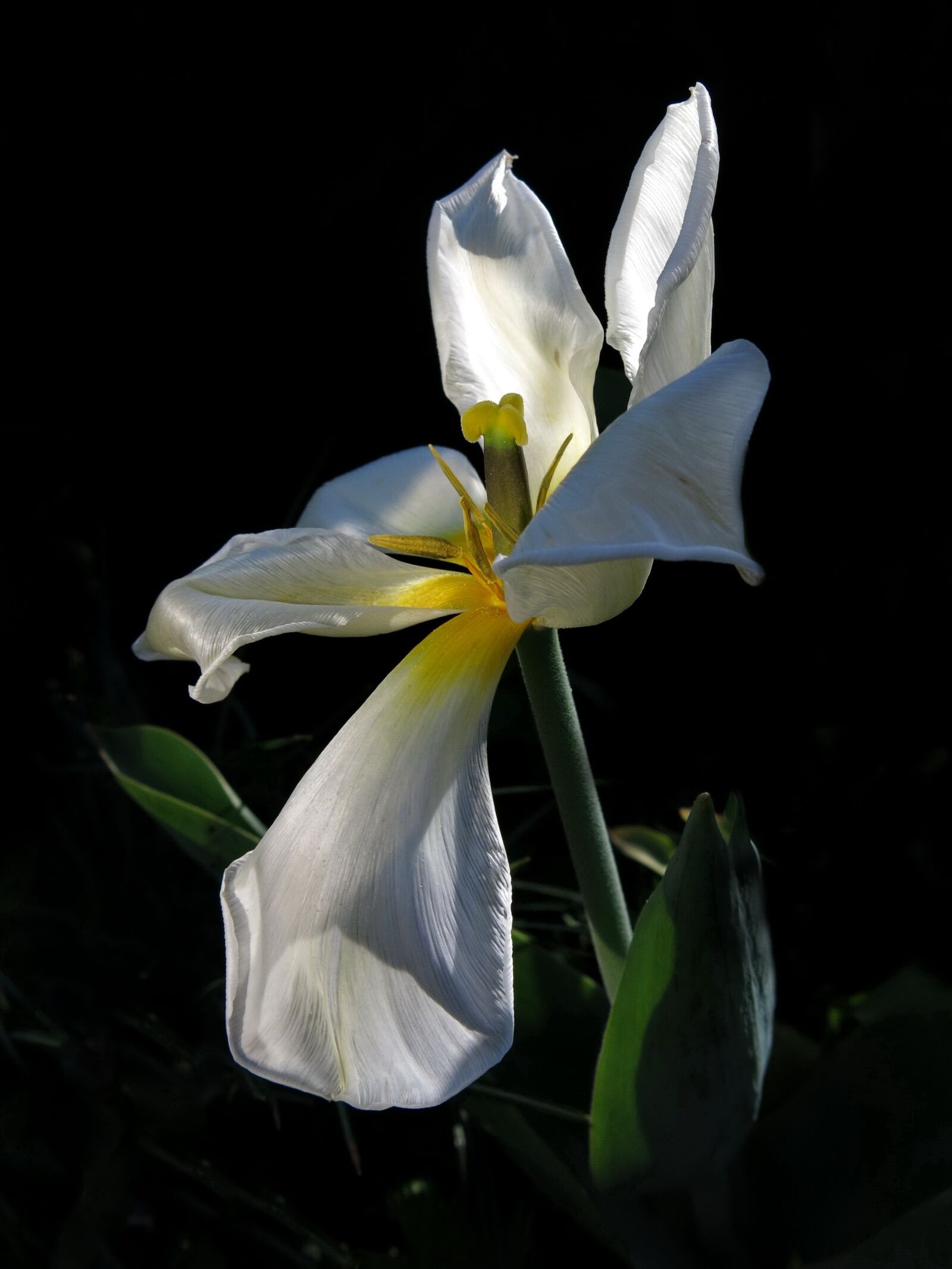 Canon PowerShot G15 sample photo. Tulip, exotic emperor, flower photography